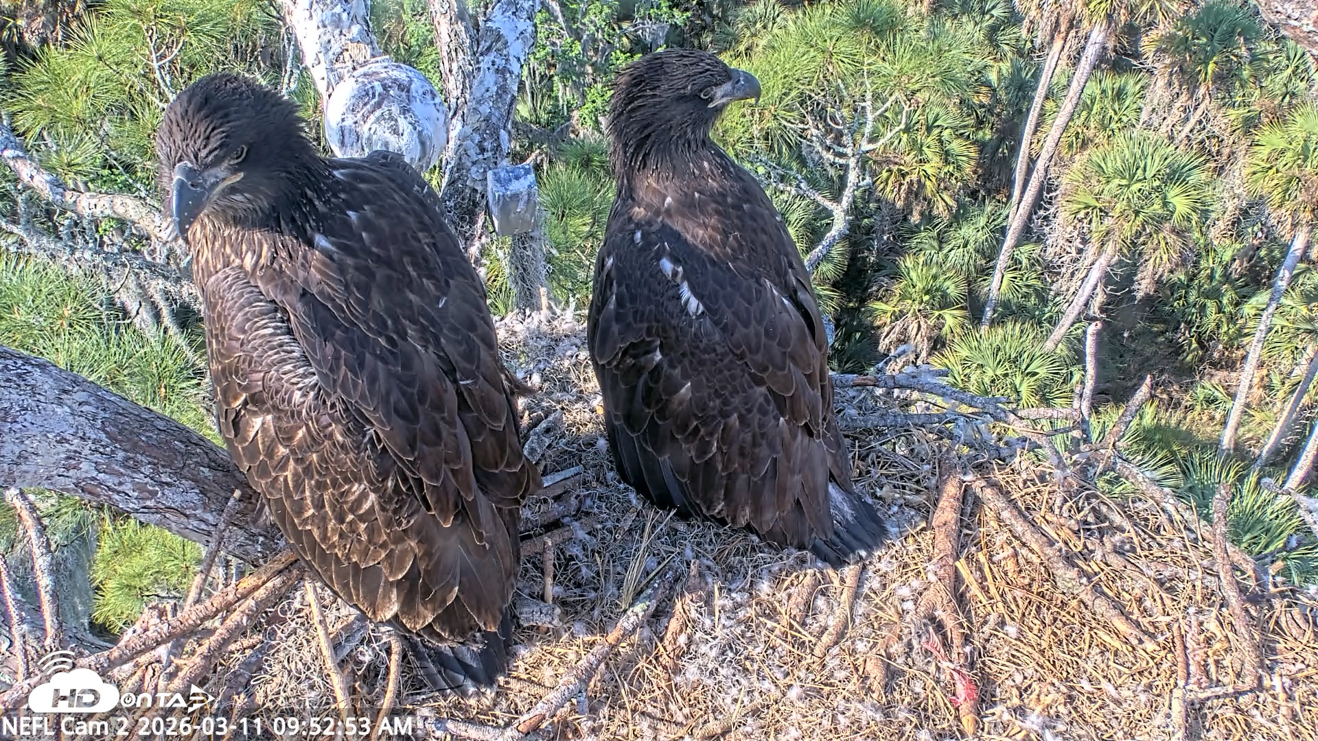 Snapshot of NE Florida Eagles Live Webcam taken Mar 11, 2026, 9:53am EDT