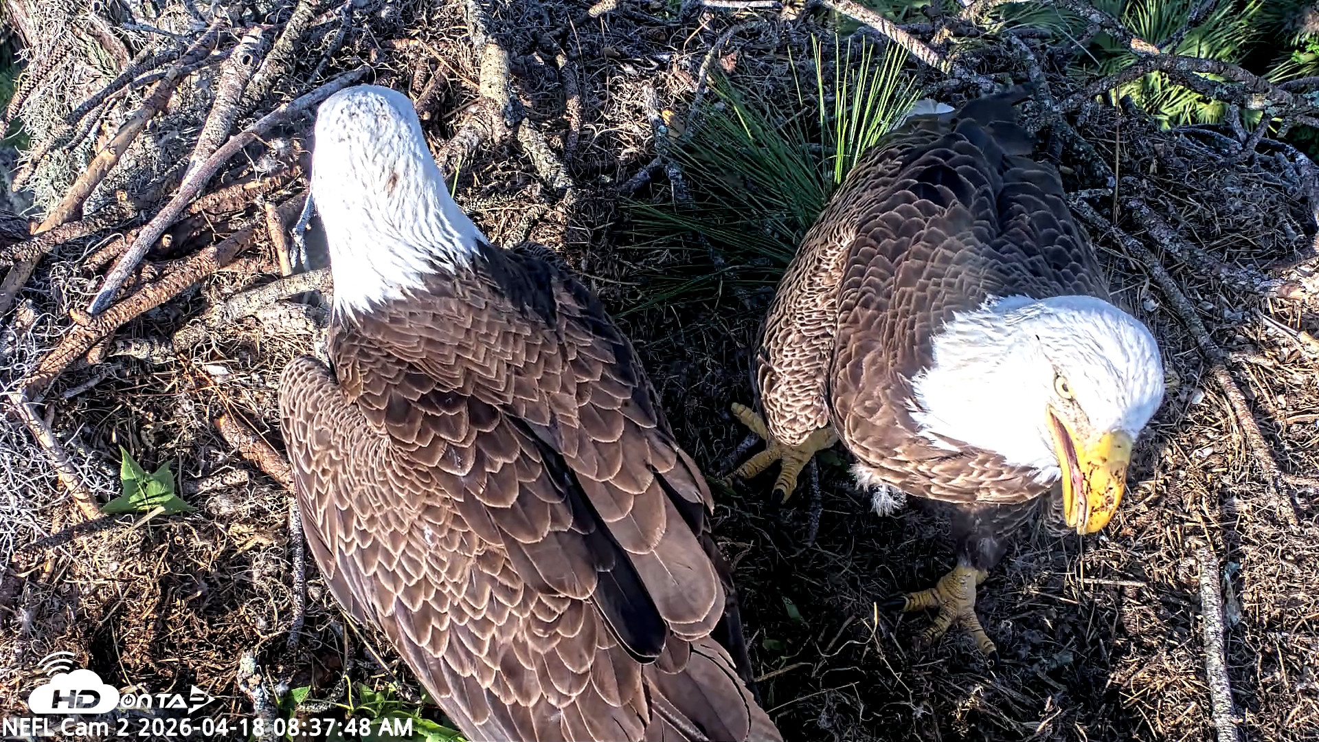 Snapshot of NE Florida Eagles Live Webcam taken Apr 18, 2026, 8:38am EDT