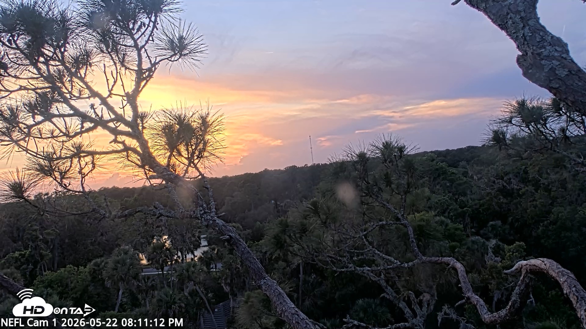 Snapshot of NE Florida Eagles Live Webcam taken May 22, 2026, 8:12pm EDT