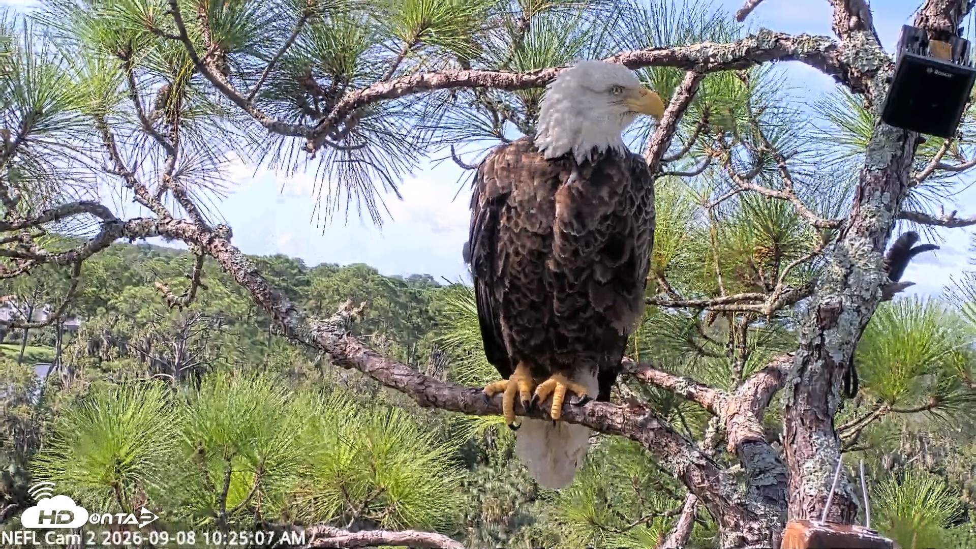 Snapshot of NE Florida Eagles Live Webcam taken Sep 8, 2026, 10:26am EDT