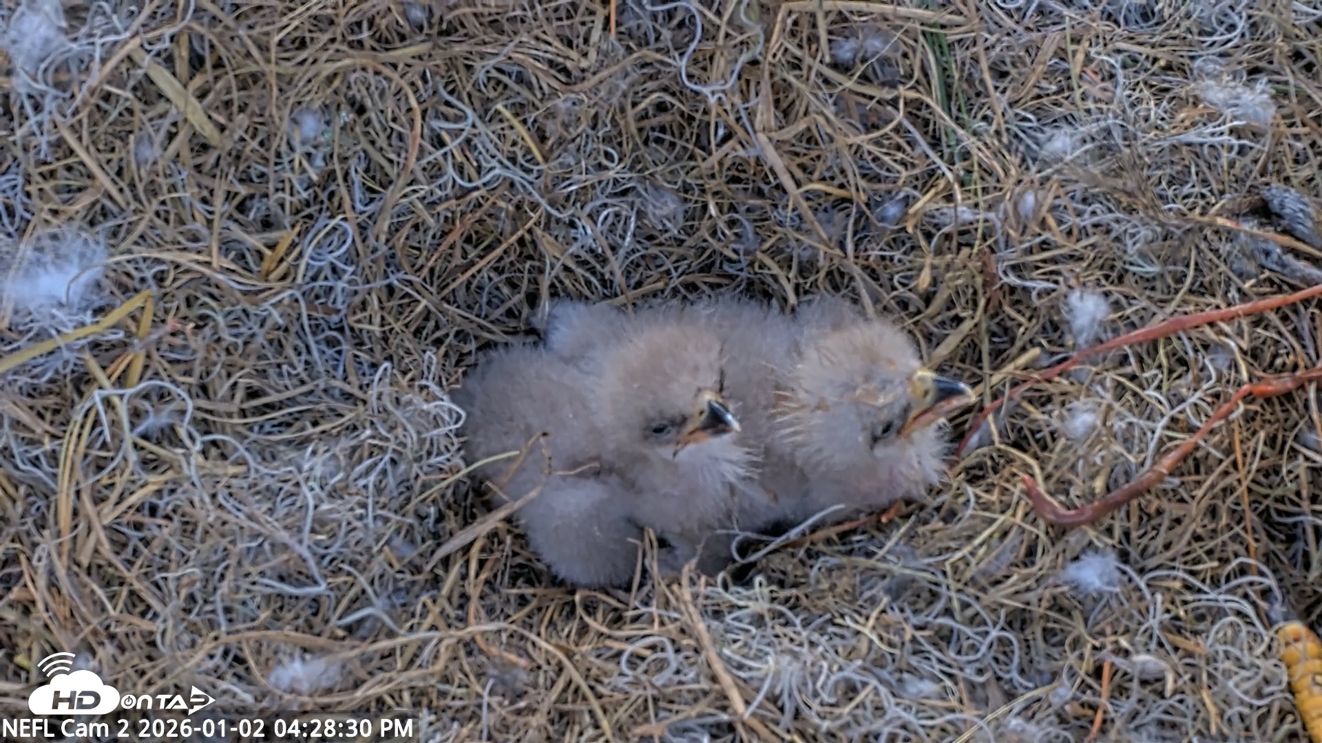 Snapshot of NE Florida Eagles Live Webcam taken Jan 2, 2026, 4:29pm EST