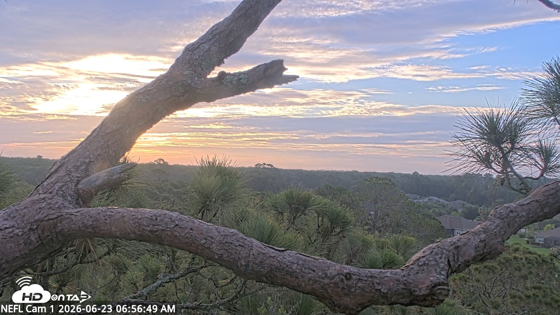 Snapshot of NE Florida Eagles Live Webcam taken Jun 23, 2026, 6:57am EDT