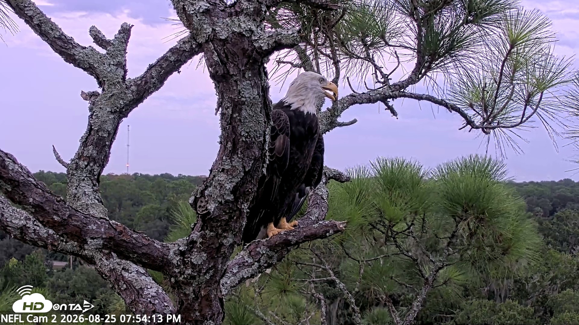 Snapshot of NE Florida Eagles Live Webcam taken Aug 25, 2026, 7:55pm EDT