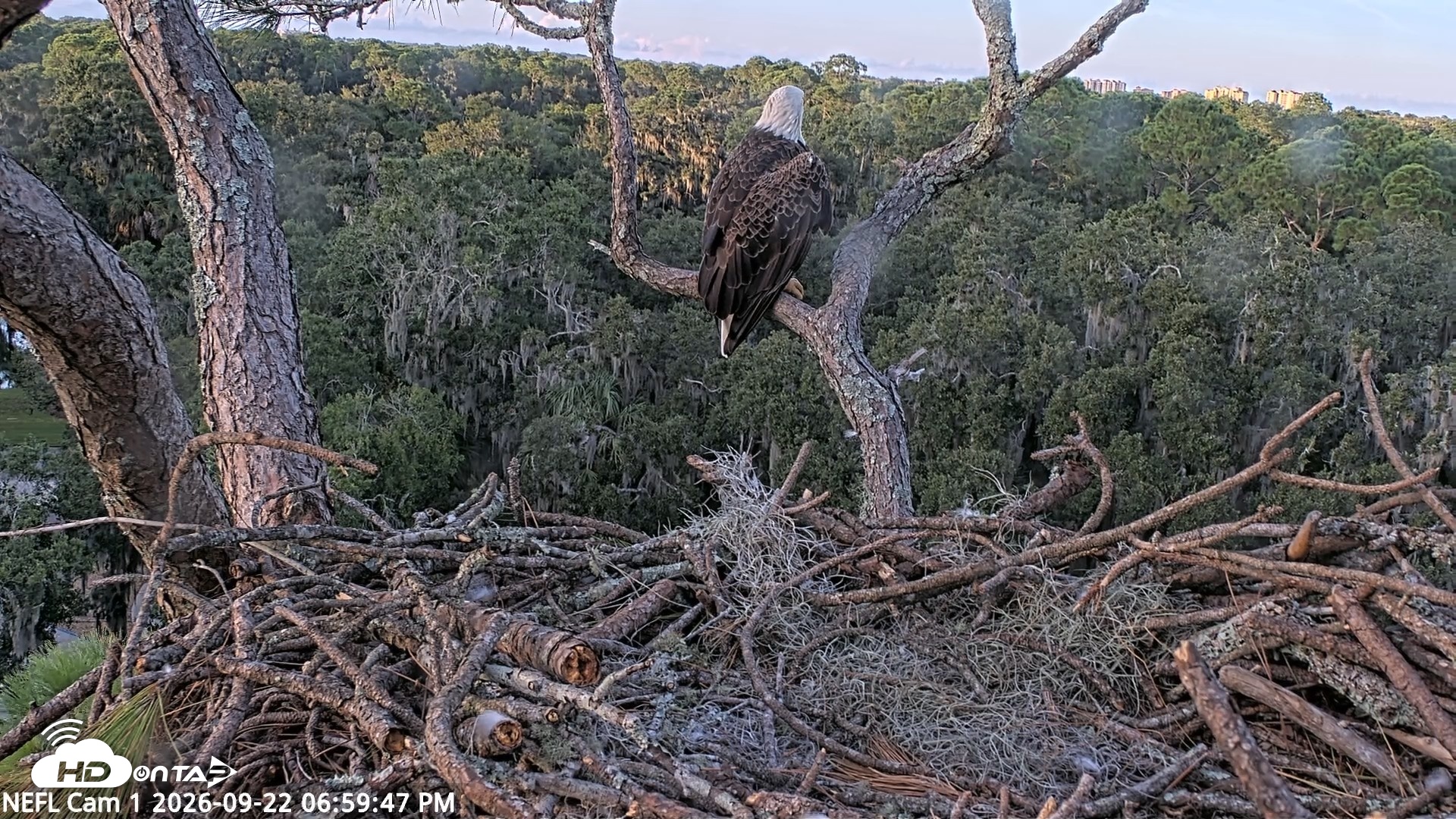 Snapshot of NE Florida Eagles Live Webcam taken Sep 22, 2026, 7:00pm EDT
