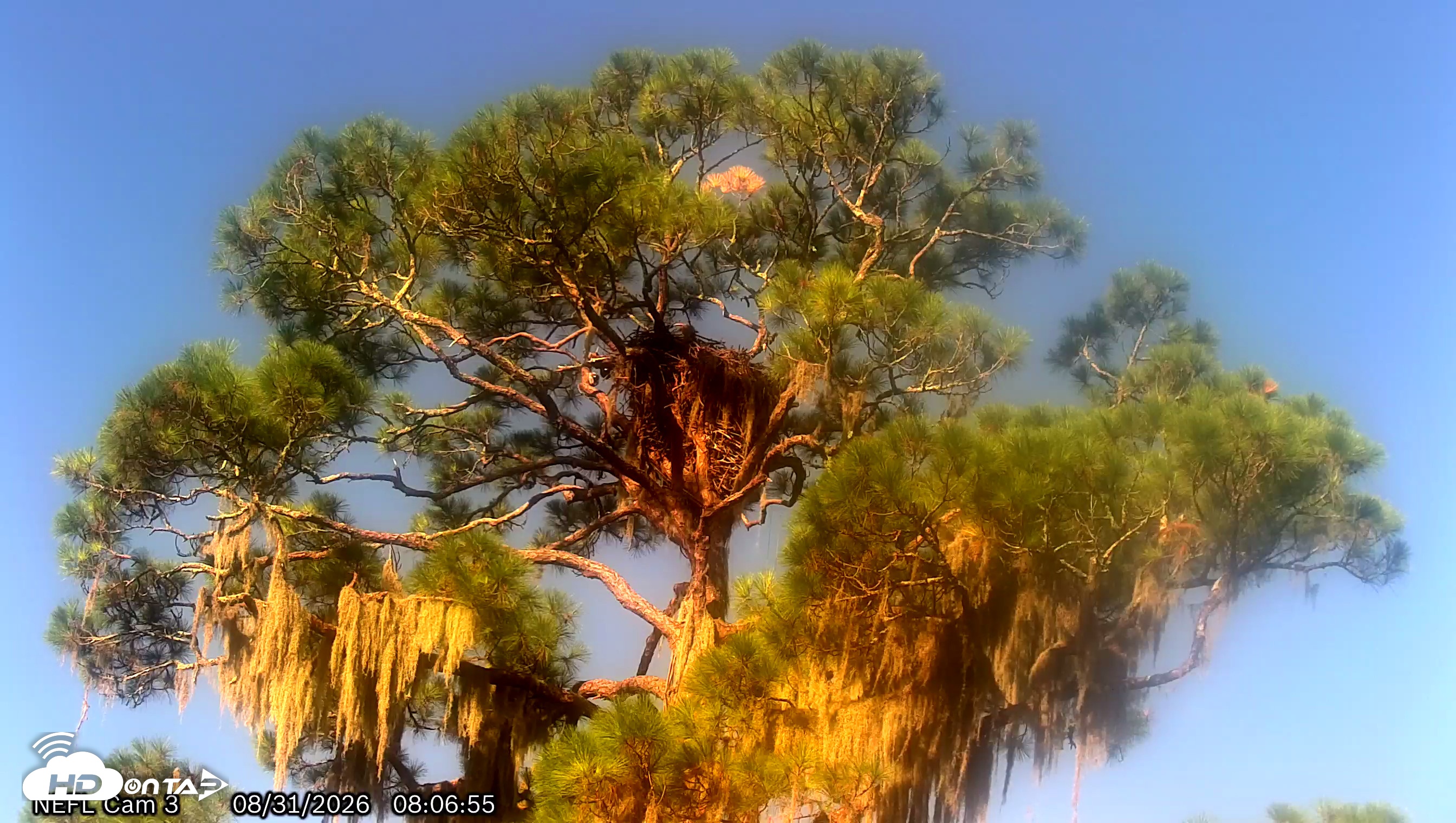 Snapshot of NE Florida Eagles Live Webcam taken Aug 31, 2026, 8:08am EDT