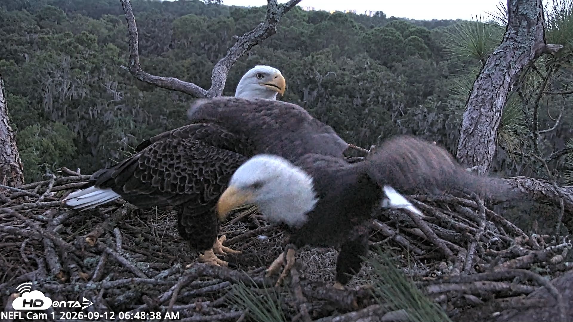 Snapshot of NE Florida Eagles Live Webcam taken Sep 12, 2026, 6:49am EDT