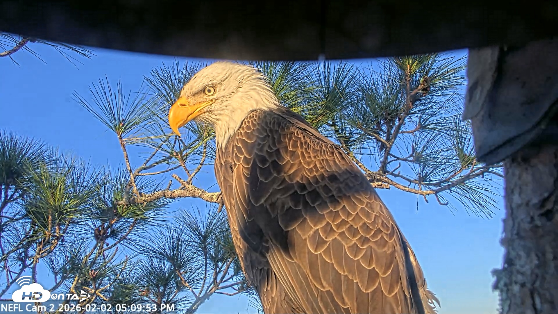 Snapshot of NE Florida Eagles Live Webcam taken Feb 2, 2026, 5:10pm EST
