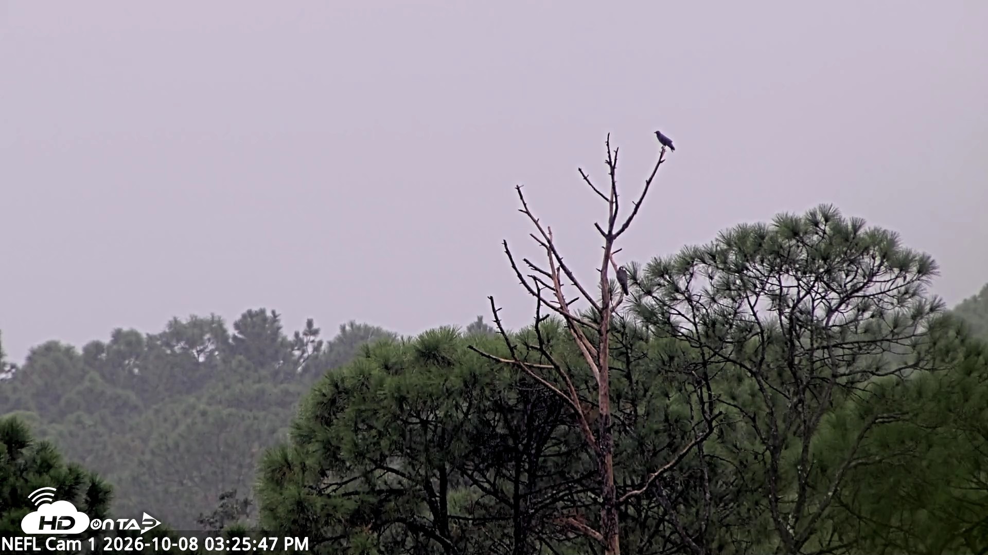 Snapshot of NE Florida Eagles Live Webcam taken Oct 8, 2026, 3:27pm EDT