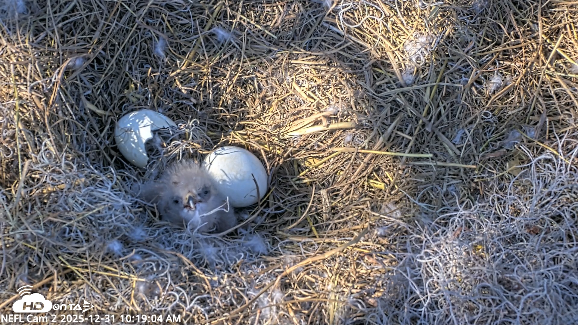 Snapshot of NE Florida Eagles Live Webcam taken Dec 31, 2025, 10:19am EST