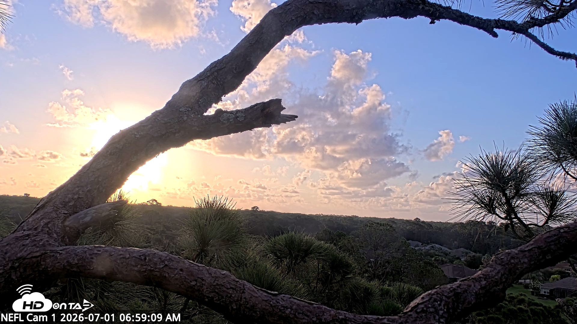 Snapshot of NE Florida Eagles Live Webcam taken Jul 1, 2026, 7:00am EDT