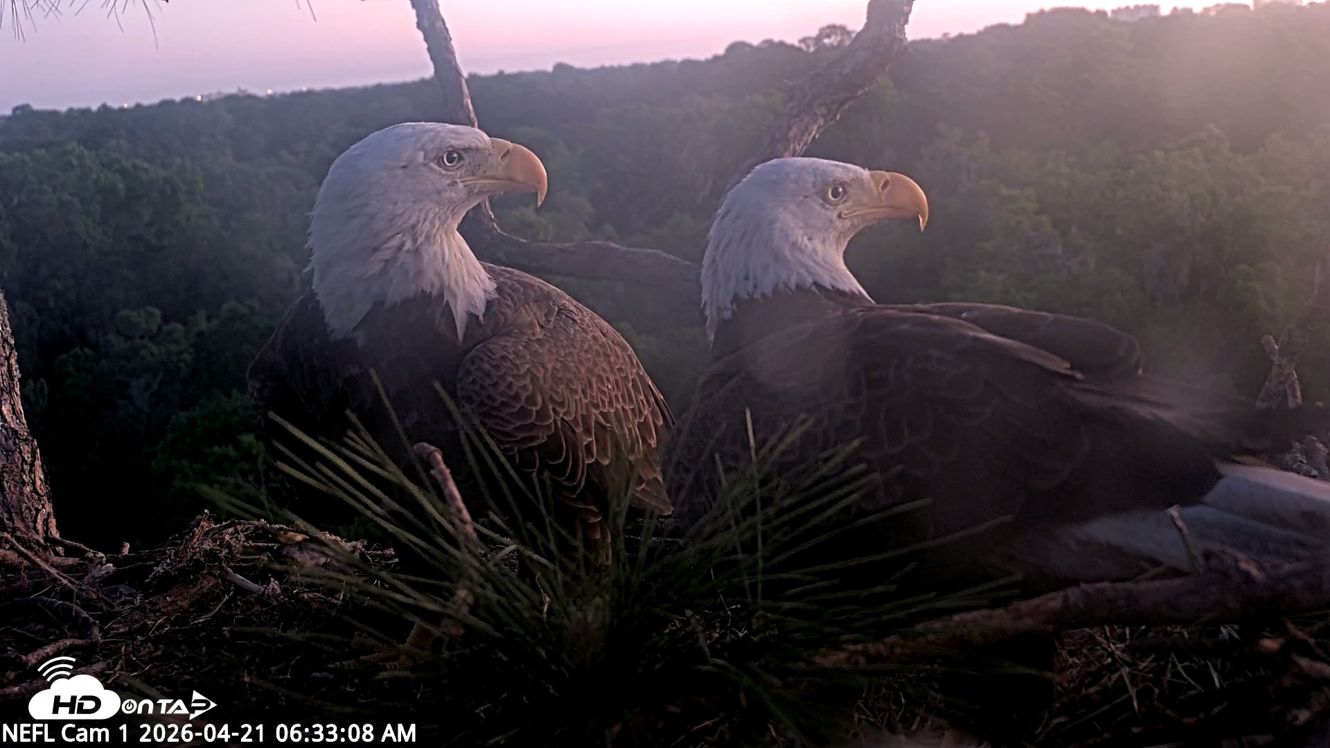 Snapshot of NE Florida Eagles Live Webcam taken Apr 21, 2026, 6:34am EDT