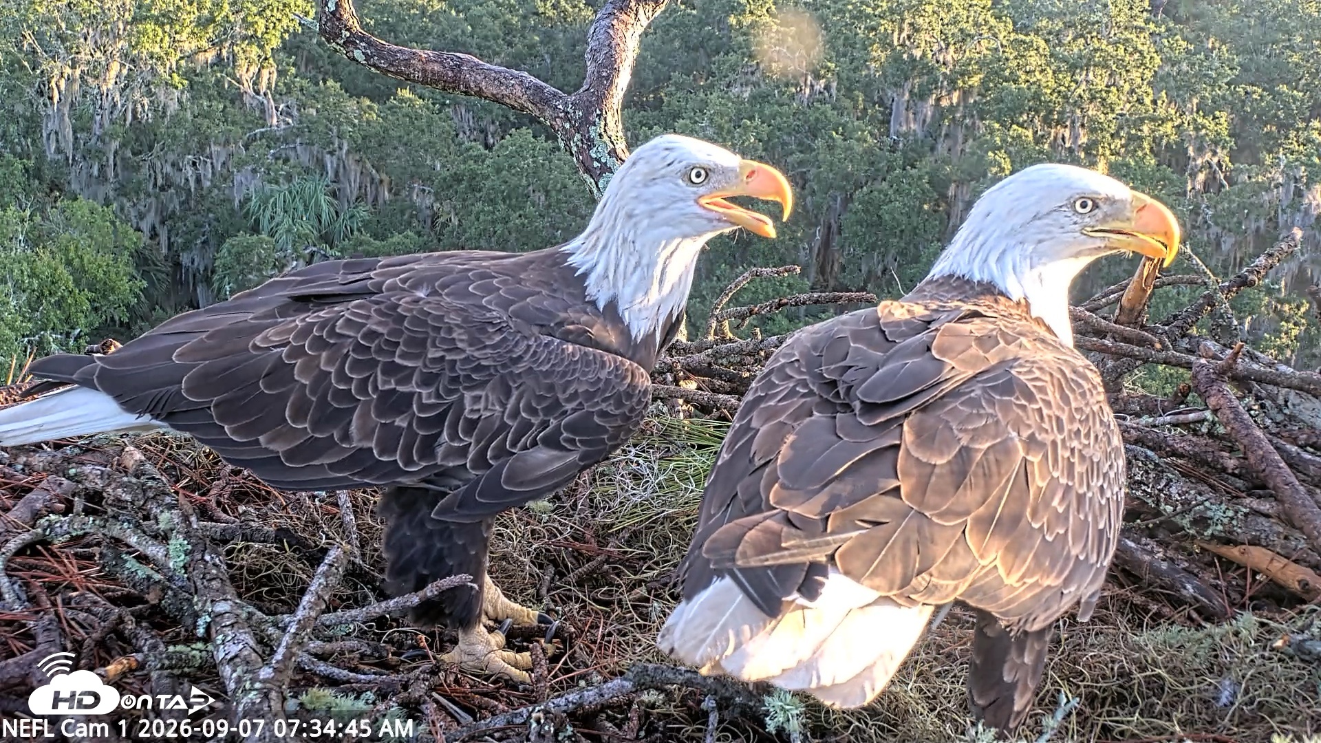 Snapshot of NE Florida Eagles Live Webcam taken Sep 7, 2026, 7:35am EDT