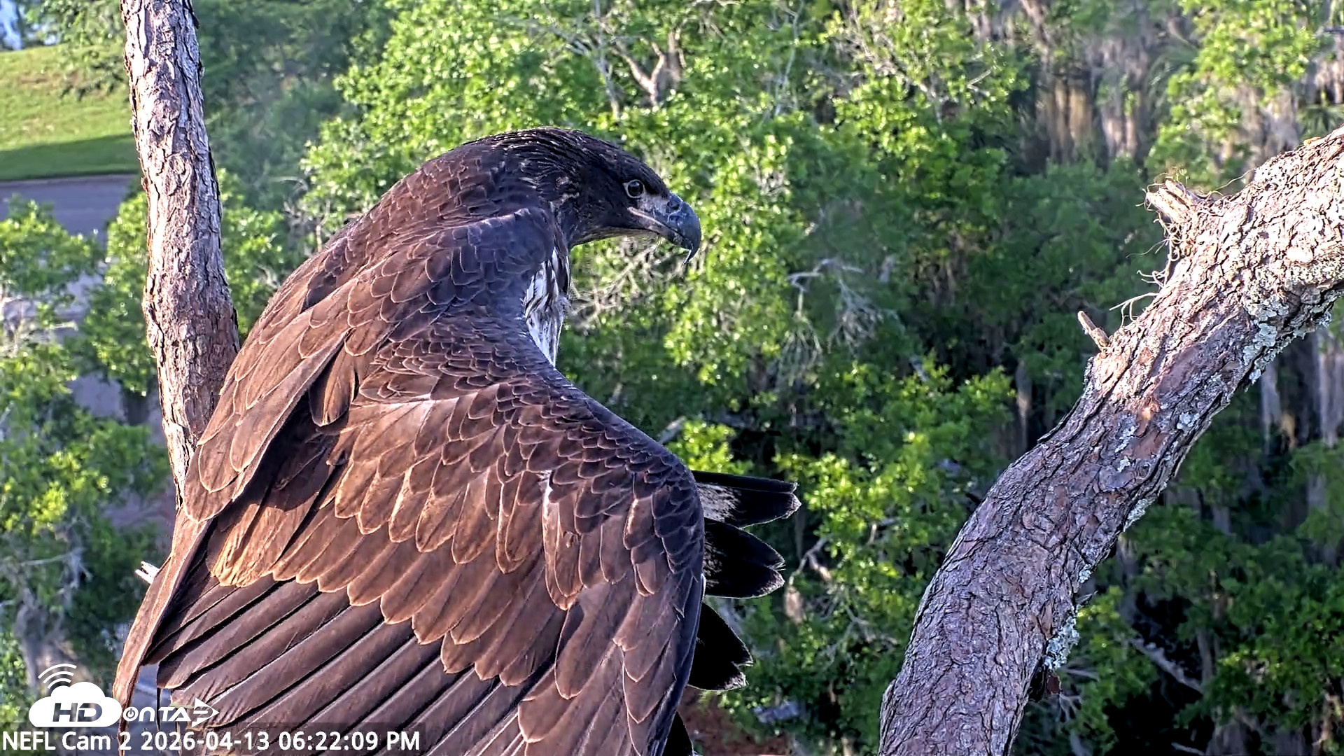 Snapshot of NE Florida Eagles Live Webcam taken Apr 13, 2026, 6:22pm EDT