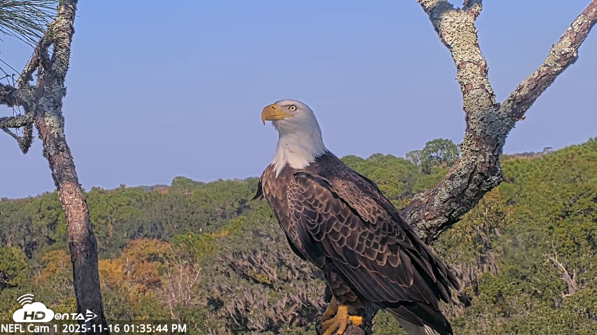 Snapshot of NE Florida Eagles Live Webcam taken Nov 16, 2025, 1:36pm EST