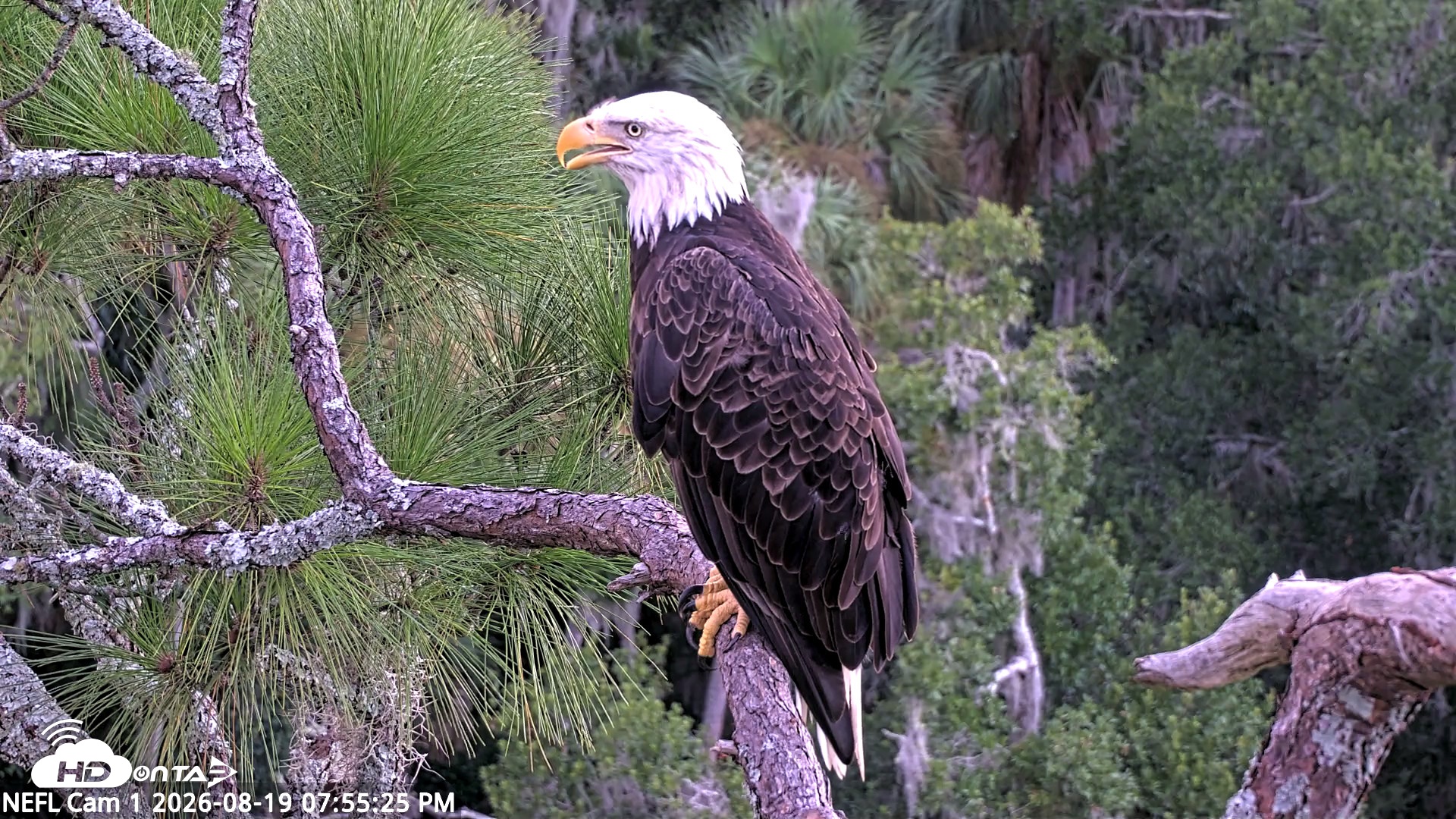 Snapshot of NE Florida Eagles Live Webcam taken Aug 19, 2026, 7:56pm EDT