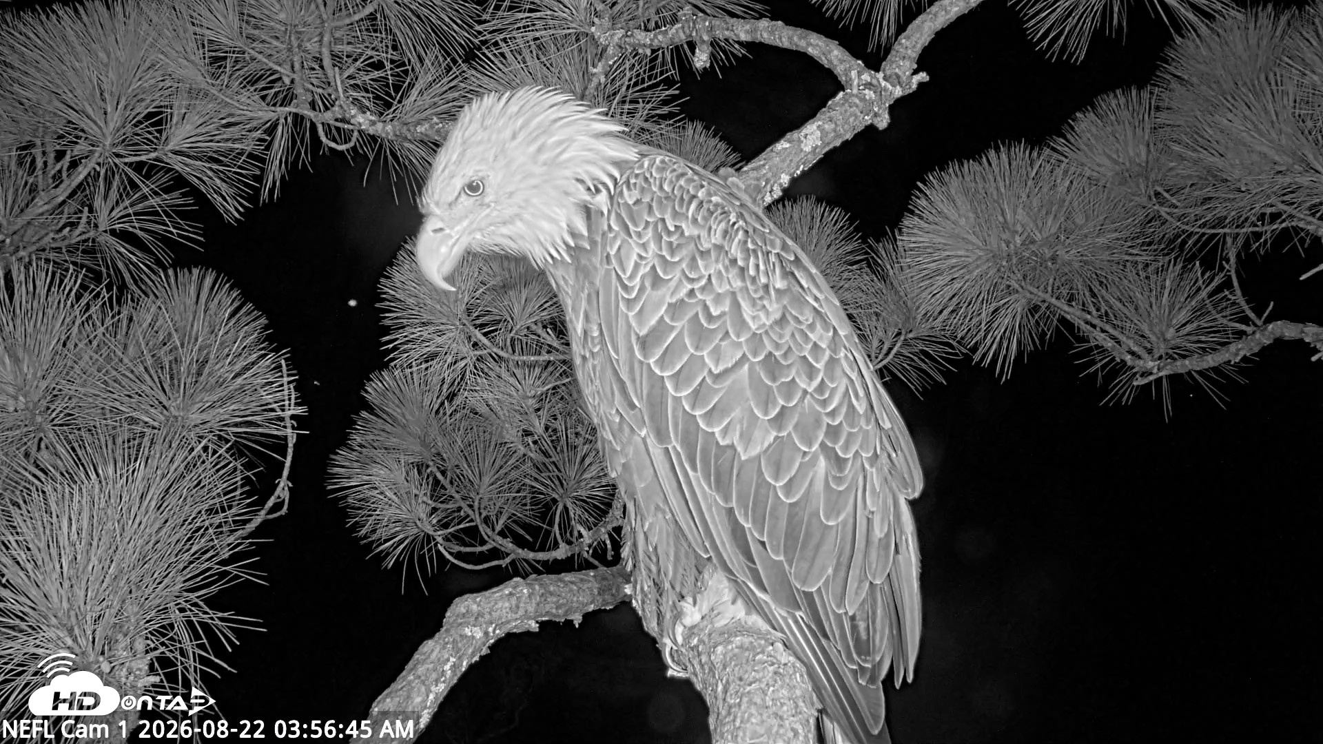 Snapshot of NE Florida Eagles Live Webcam taken Aug 22, 2026, 3:57am EDT