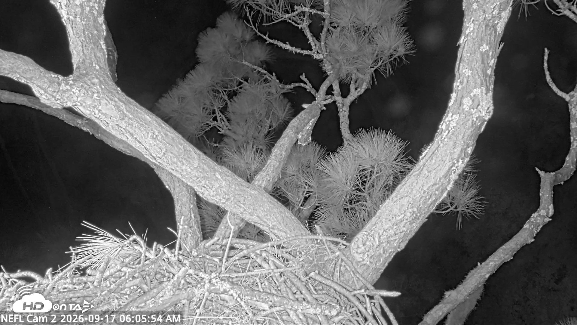 Snapshot of NE Florida Eagles Live Webcam taken Sep 17, 2026, 6:09am EDT