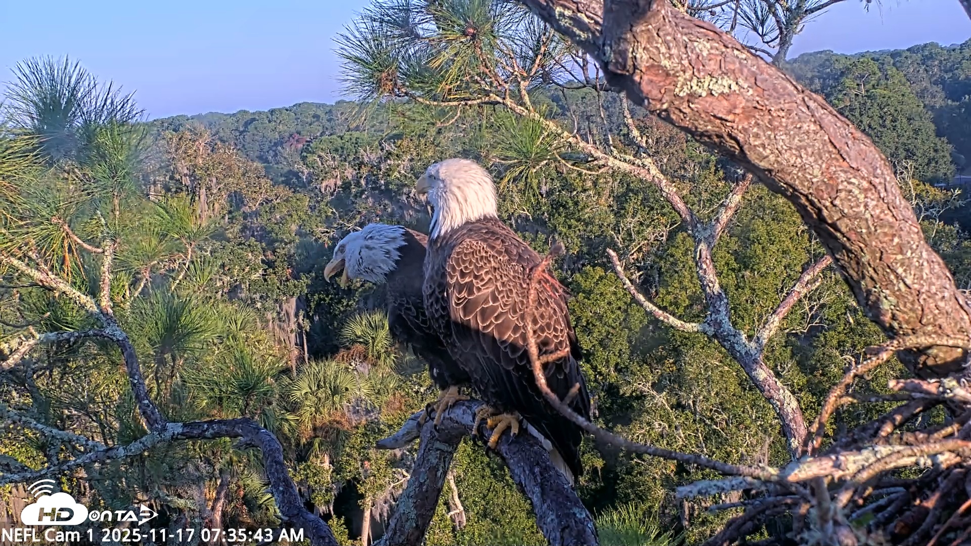 Snapshot of NE Florida Eagles Live Webcam taken Nov 17, 2025, 7:36am EST
