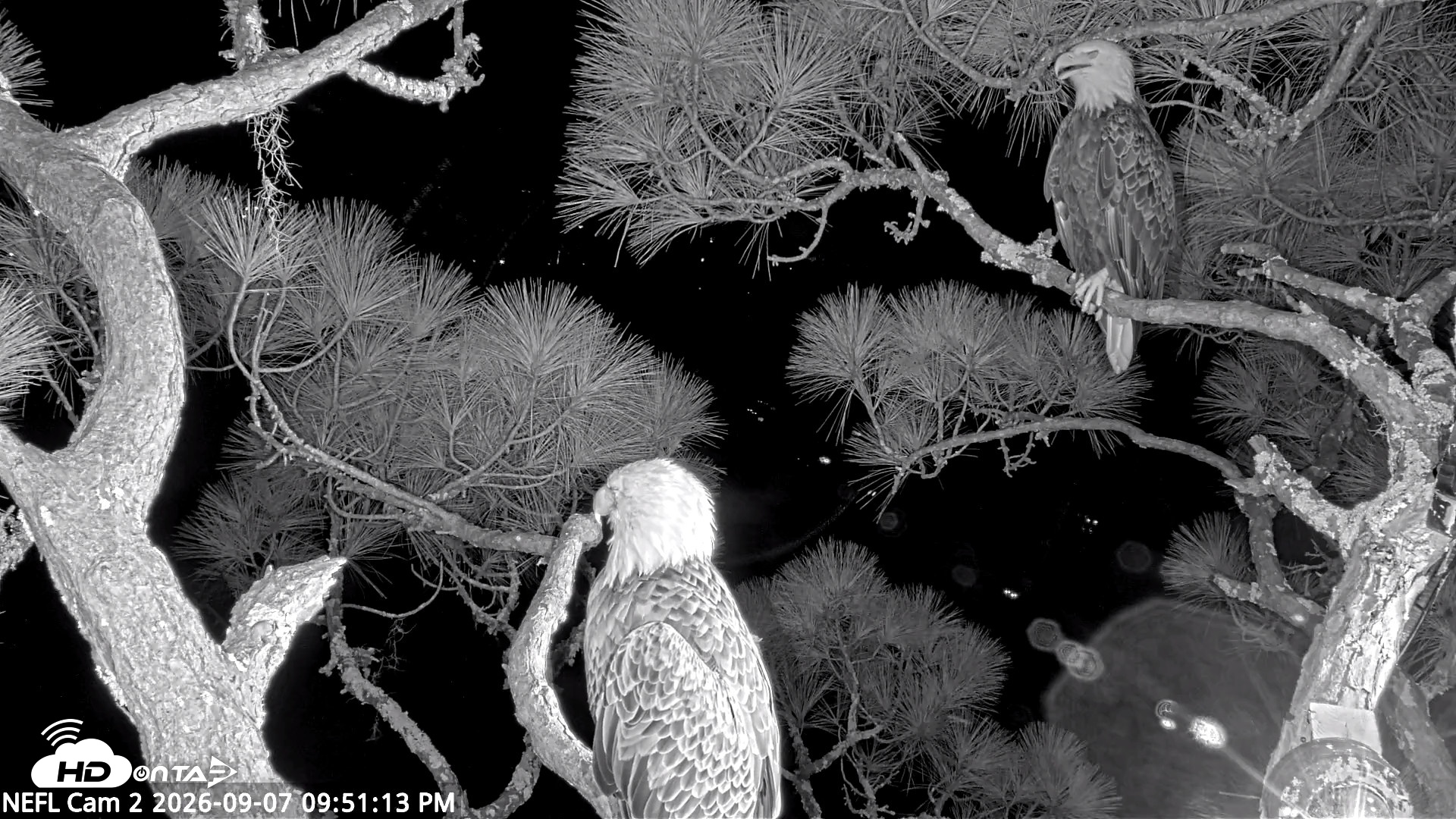 Snapshot of NE Florida Eagles Live Webcam taken Sep 7, 2026, 9:52pm EDT