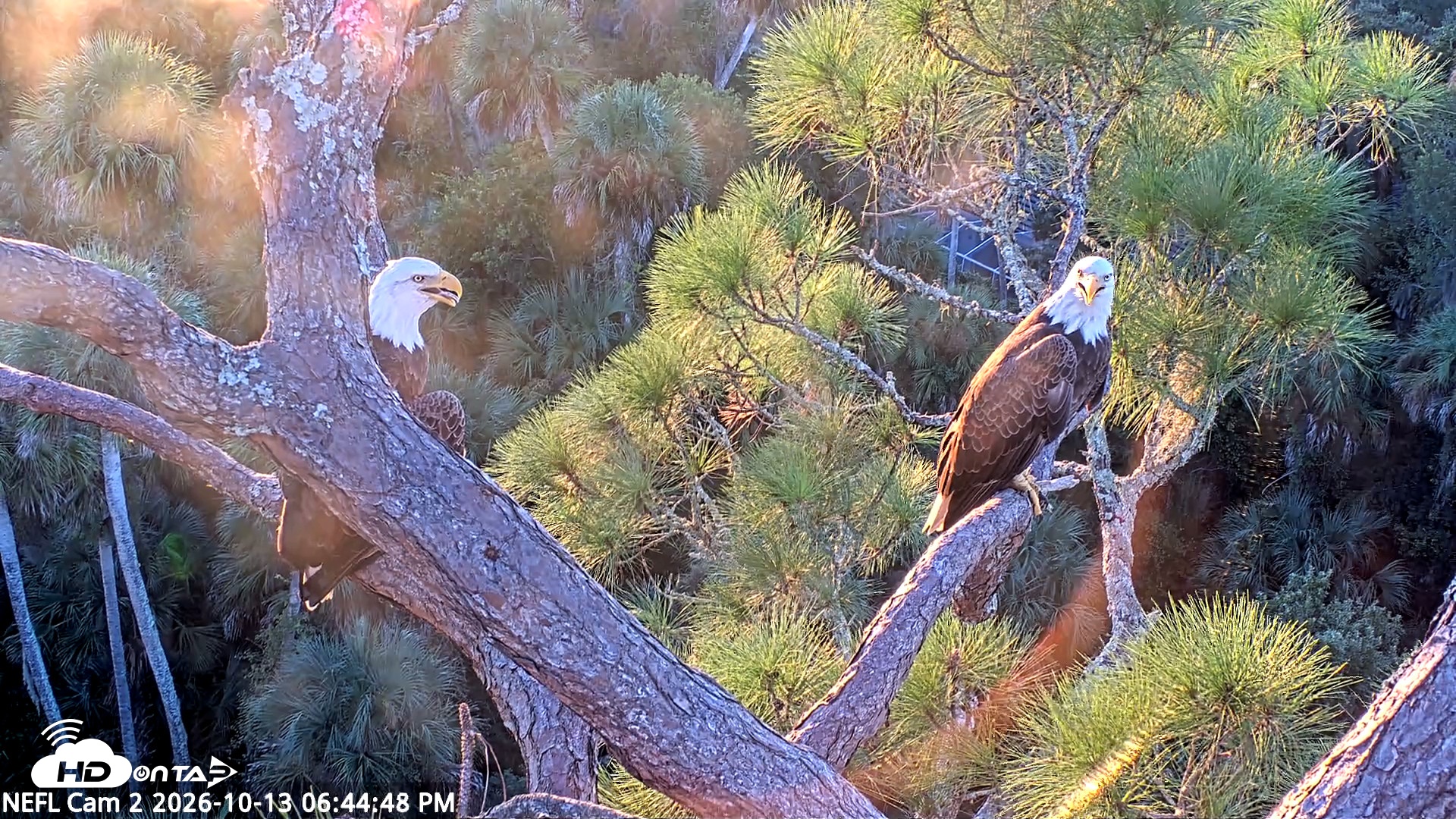 Snapshot of NE Florida Eagles Live Webcam taken Oct 13, 2026, 6:45pm EDT