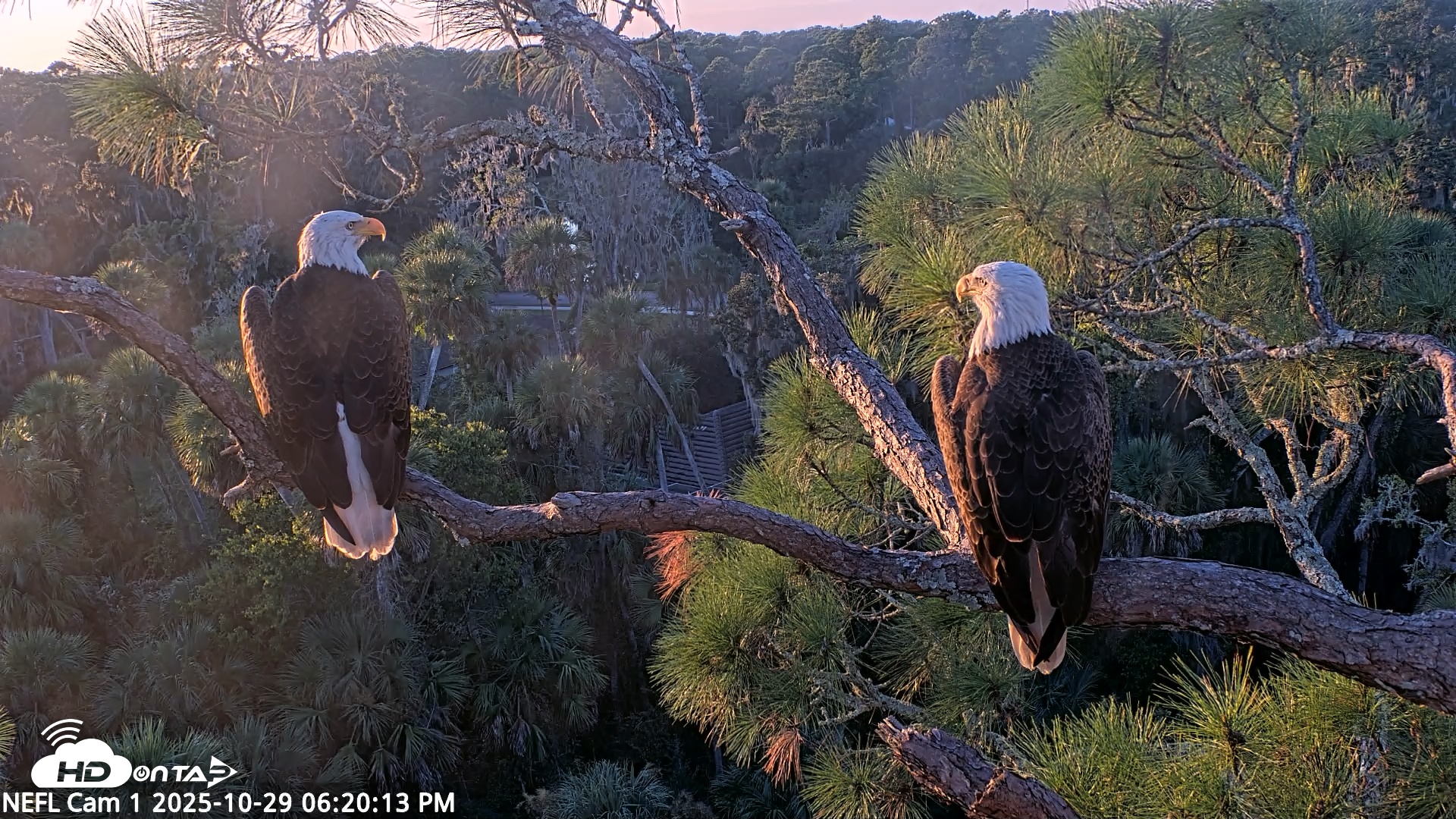 Snapshot of NE Florida Eagles Live Webcam taken Oct 29, 2025, 6:21pm EDT