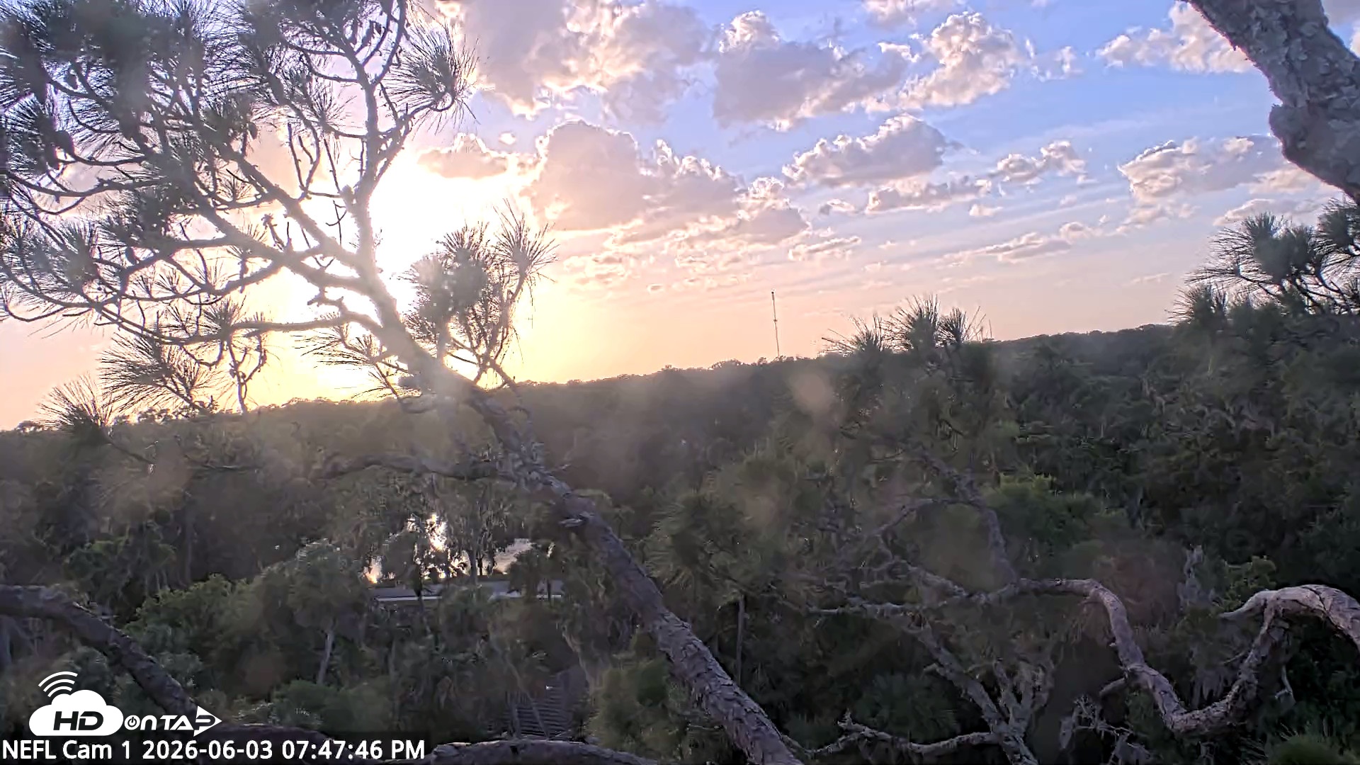 Snapshot of NE Florida Eagles Live Webcam taken Jun 3, 2026, 7:50pm EDT