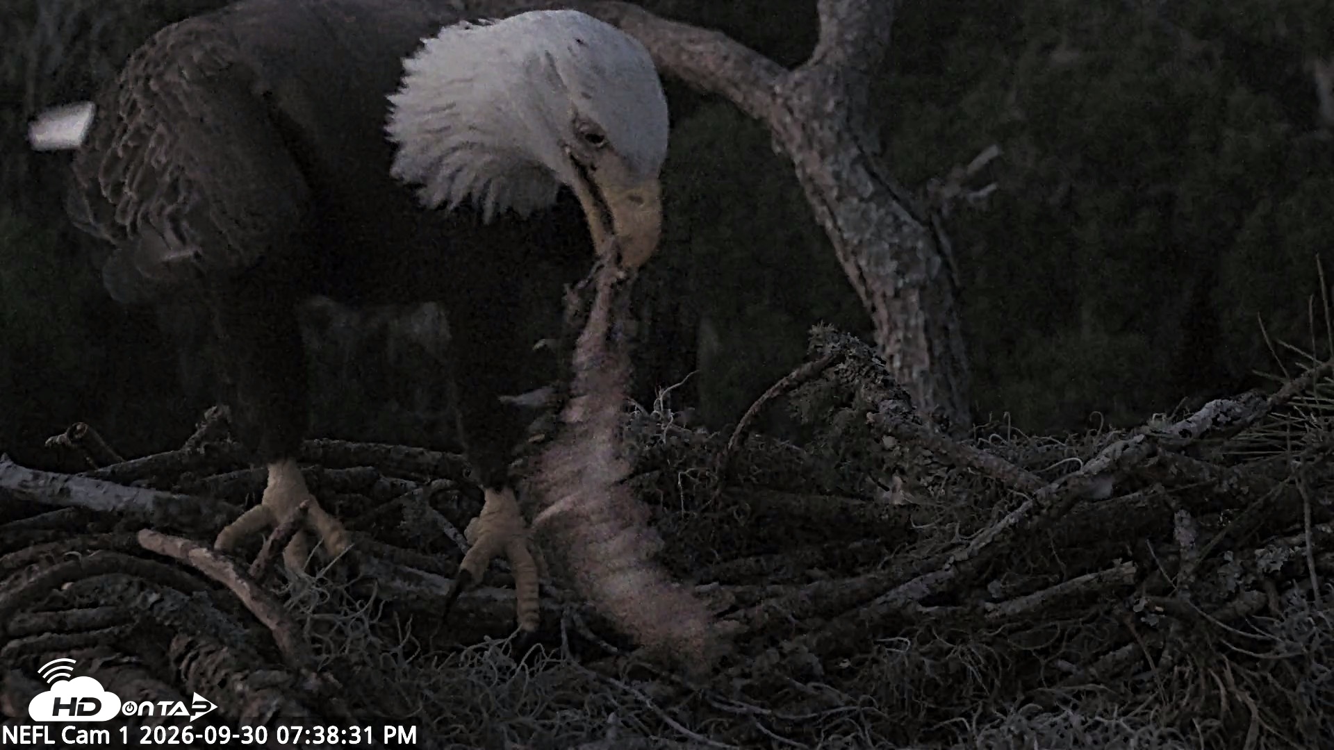 Snapshot of NE Florida Eagles Live Webcam taken Sep 30, 2026, 7:39pm EDT