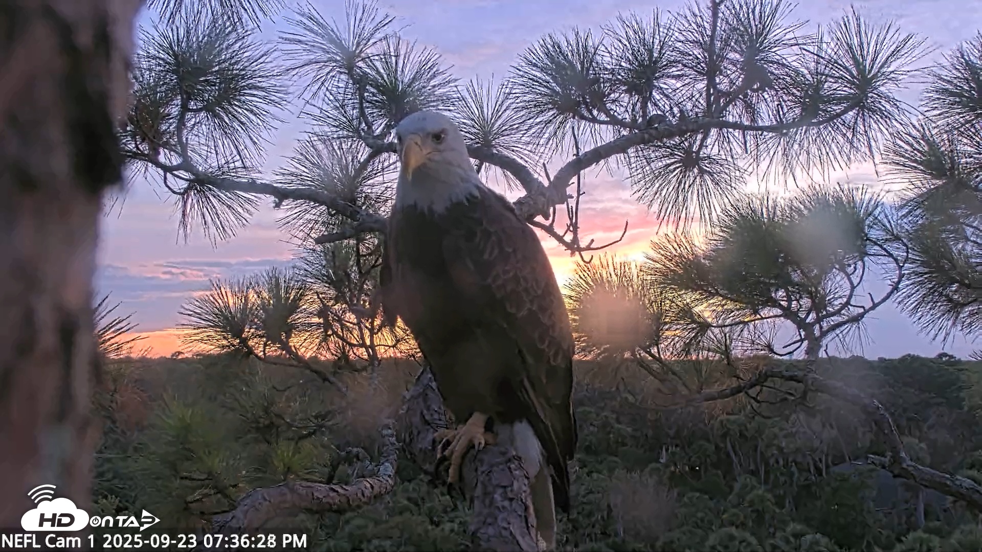 Snapshot of NE Florida Eagles Live Webcam taken Sep 23, 2025, 7:37pm EDT