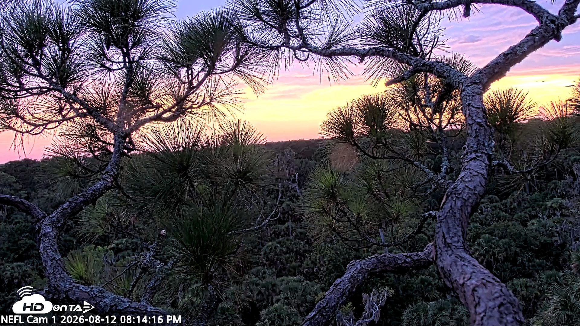Snapshot of NE Florida Eagles Live Webcam taken Aug 12, 2026, 8:15pm EDT