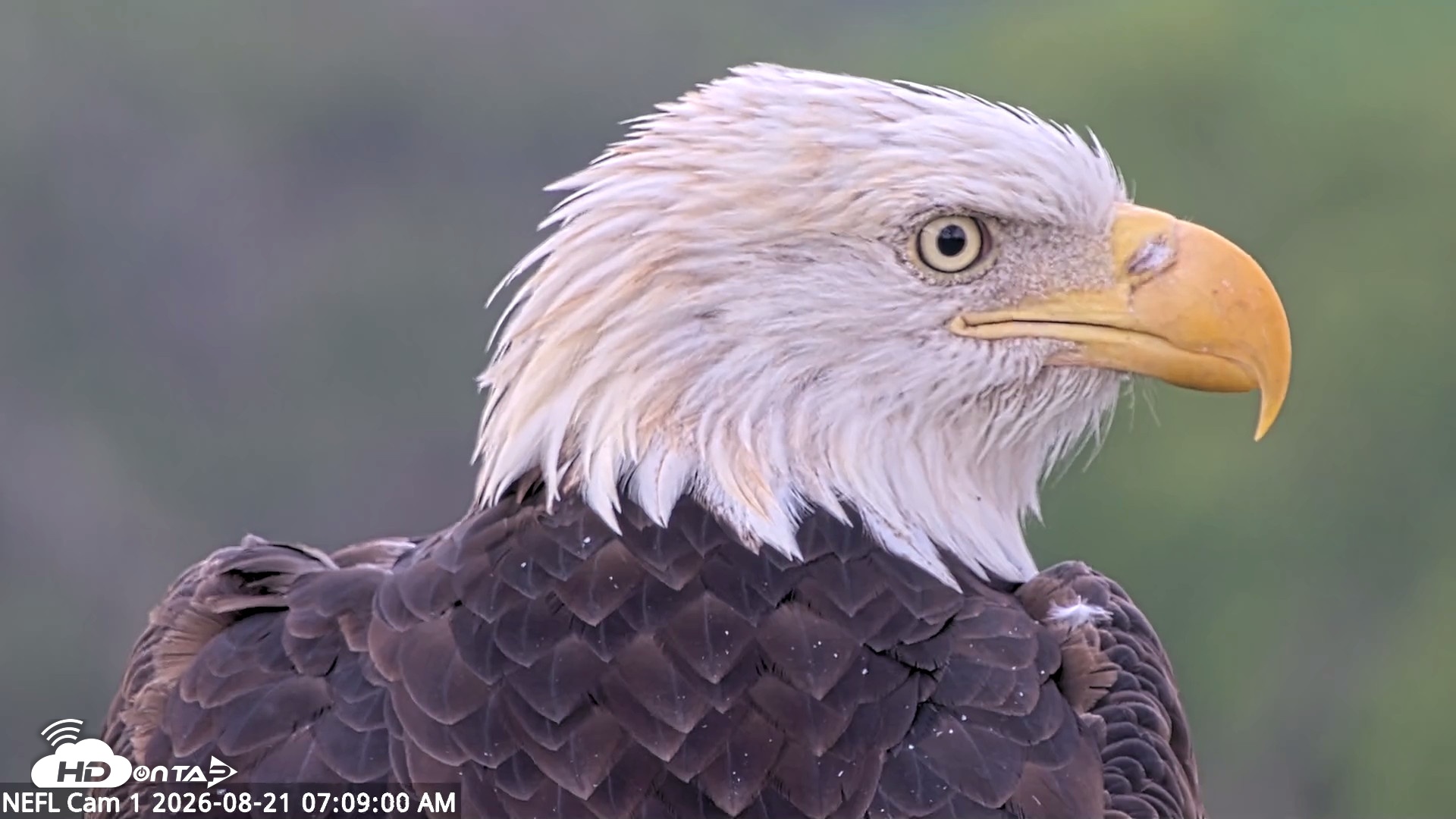 Snapshot of NE Florida Eagles Live Webcam taken Aug 21, 2026, 7:10am EDT