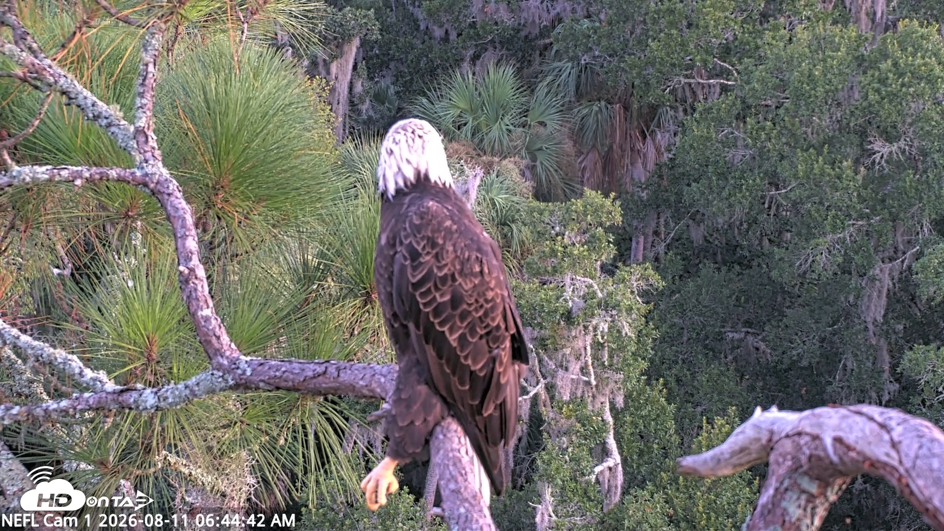 Snapshot of NE Florida Eagles Live Webcam taken Aug 11, 2026, 6:45am EDT