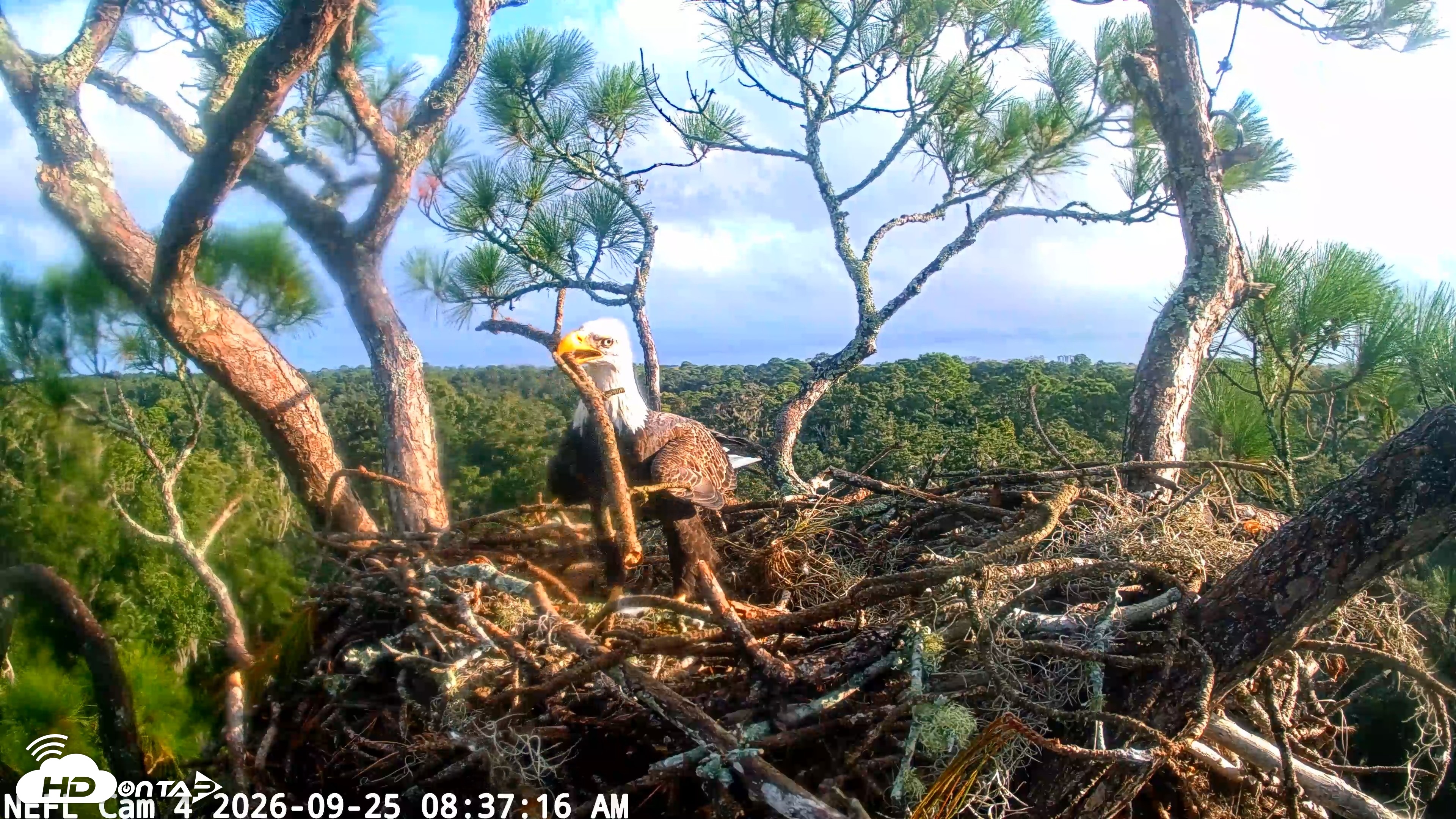 Snapshot of NE Florida Eagles Live Webcam taken Sep 25, 2026, 8:38am EDT