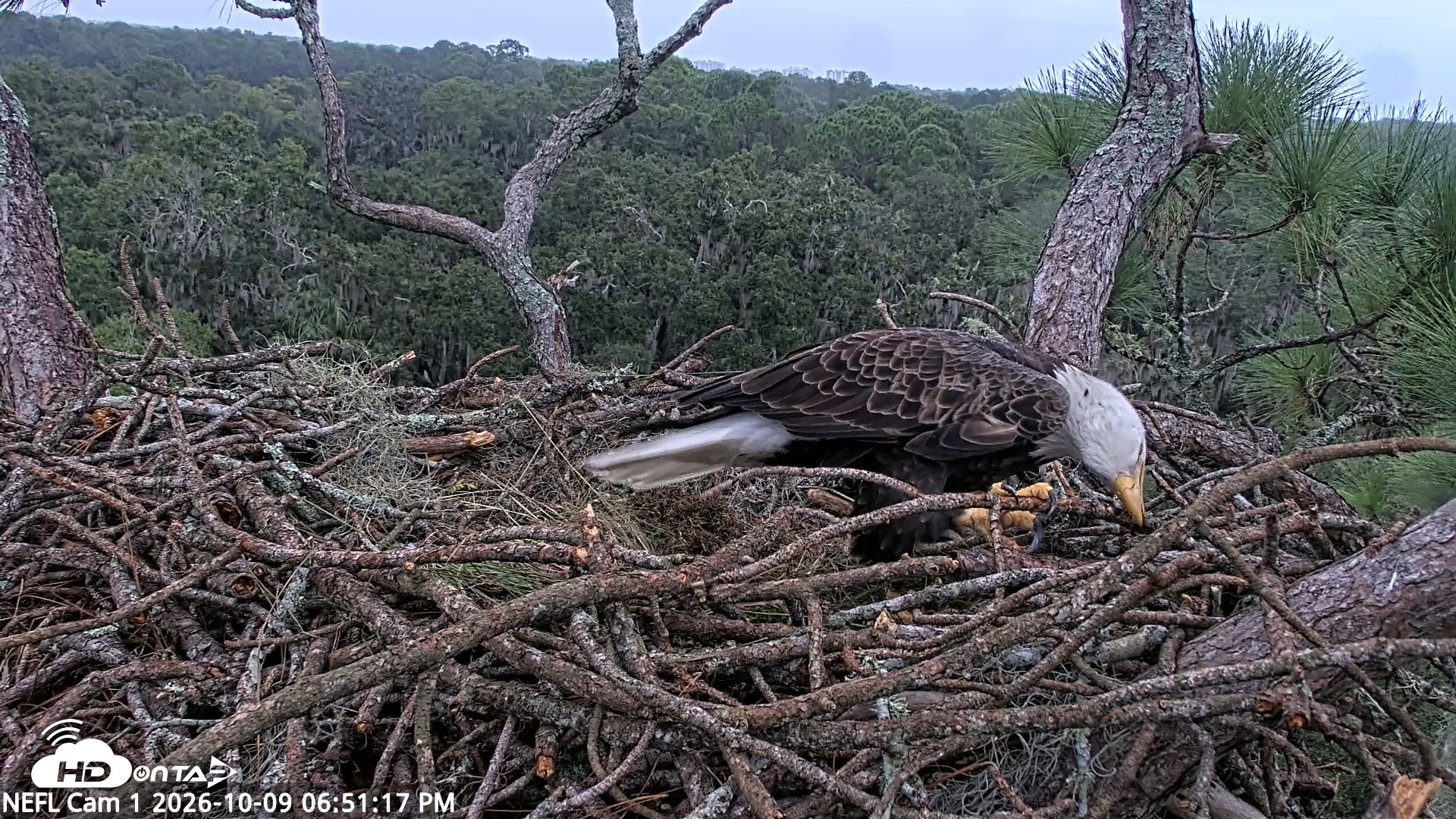 Snapshot of NE Florida Eagles Live Webcam taken Oct 9, 2026, 6:52pm EDT