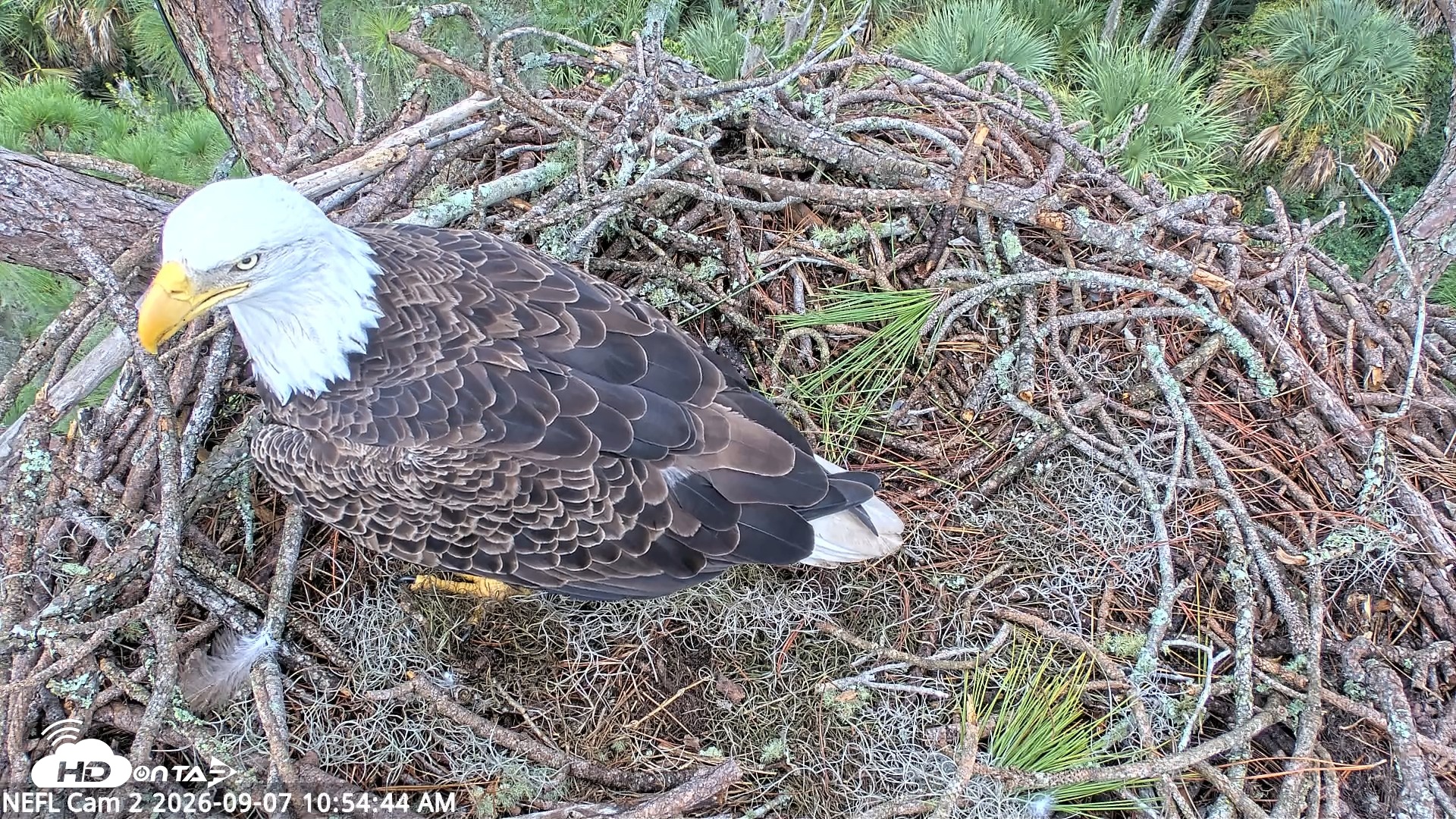 Snapshot of NE Florida Eagles Live Webcam taken Sep 7, 2026, 10:55am EDT