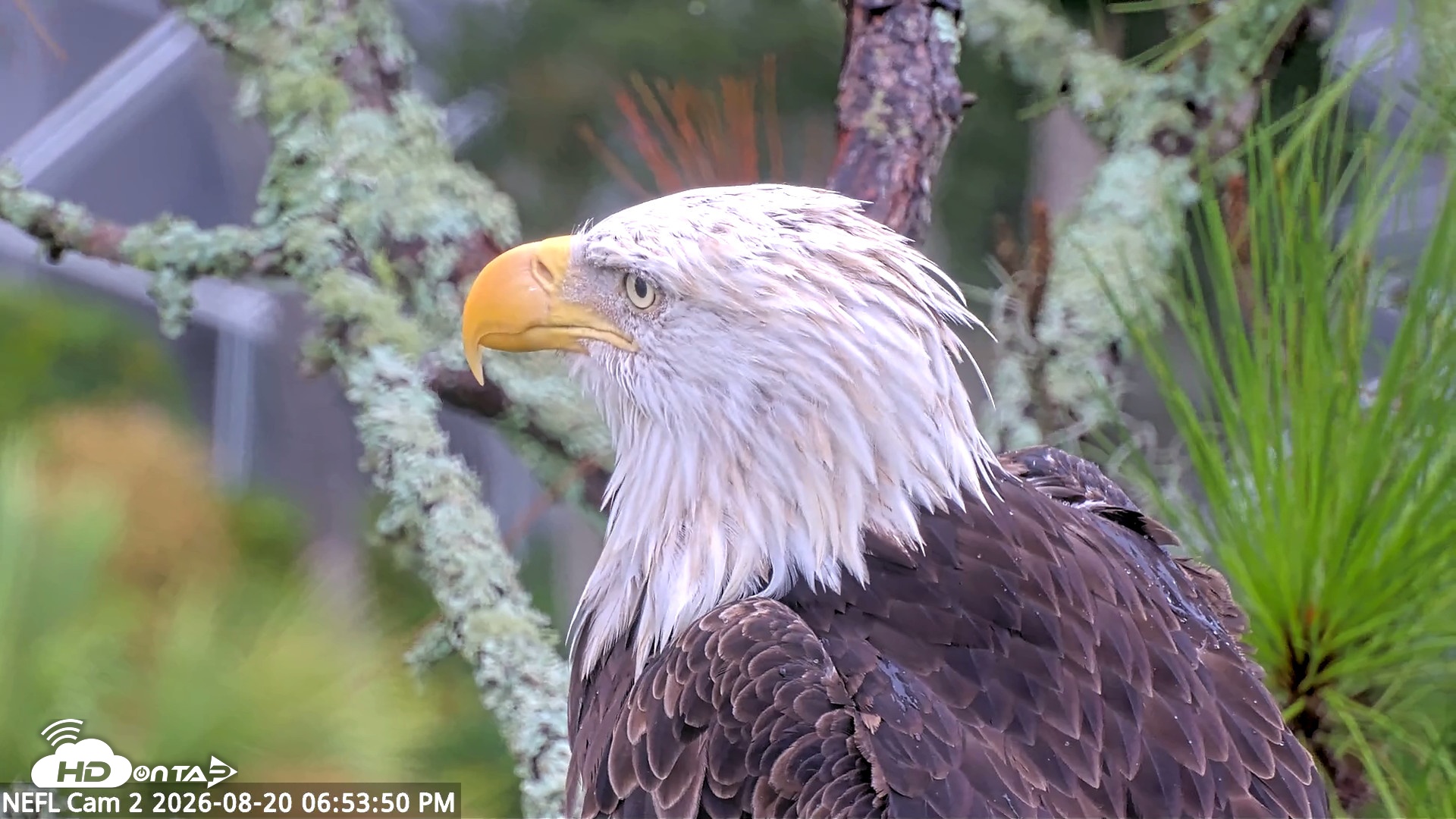 Snapshot of NE Florida Eagles Live Webcam taken Aug 20, 2026, 6:54pm EDT