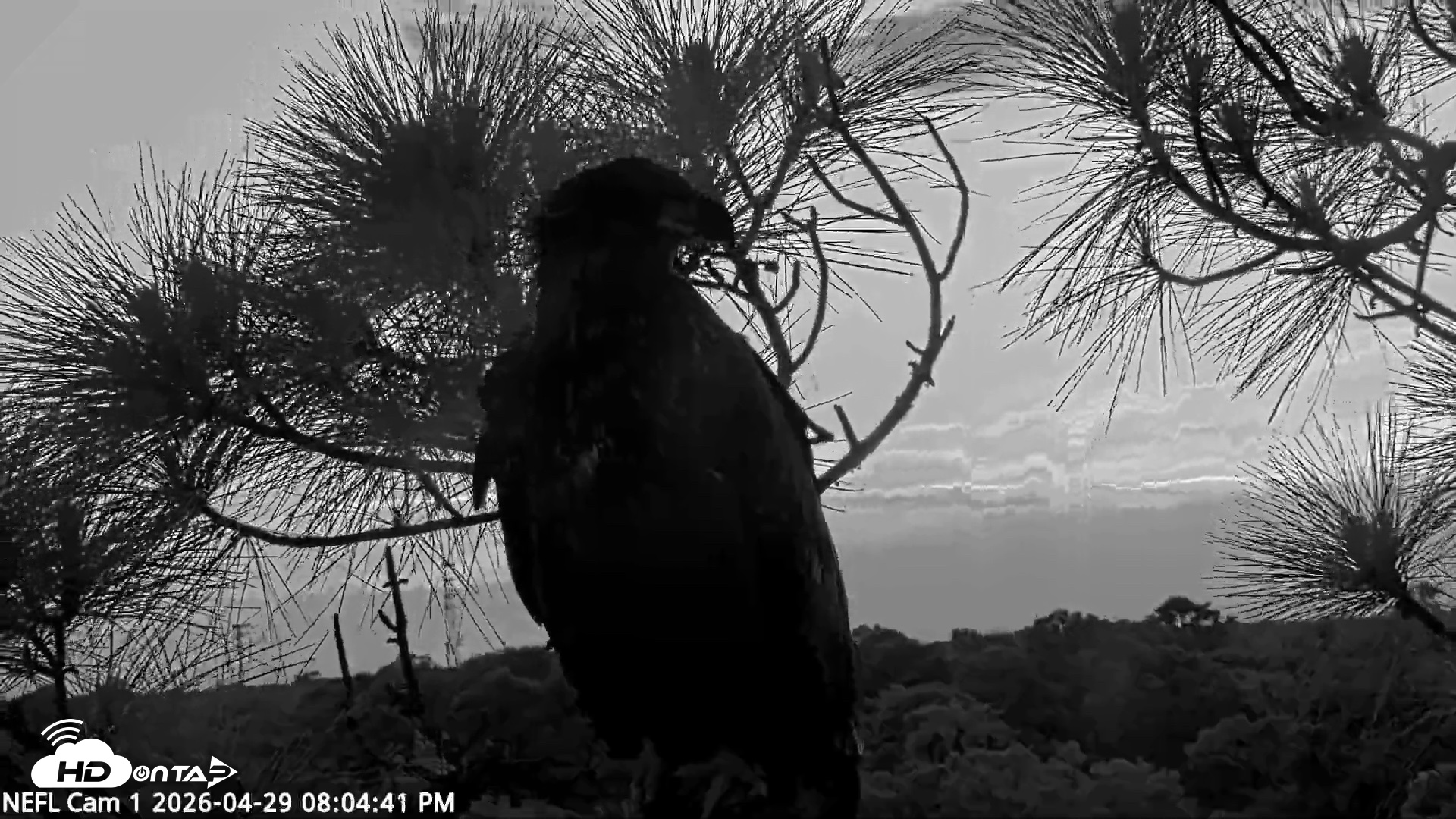 Snapshot of NE Florida Eagles Live Webcam taken Apr 29, 2026, 8:05pm EDT