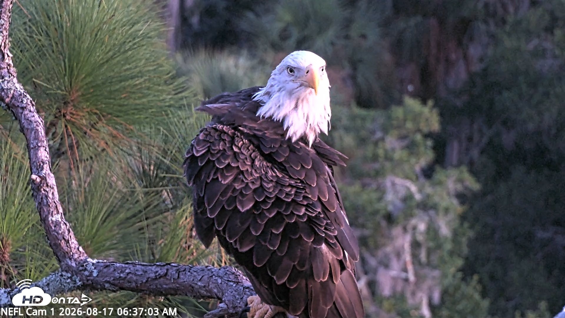 Snapshot of NE Florida Eagles Live Webcam taken Aug 17, 2026, 6:37am EDT