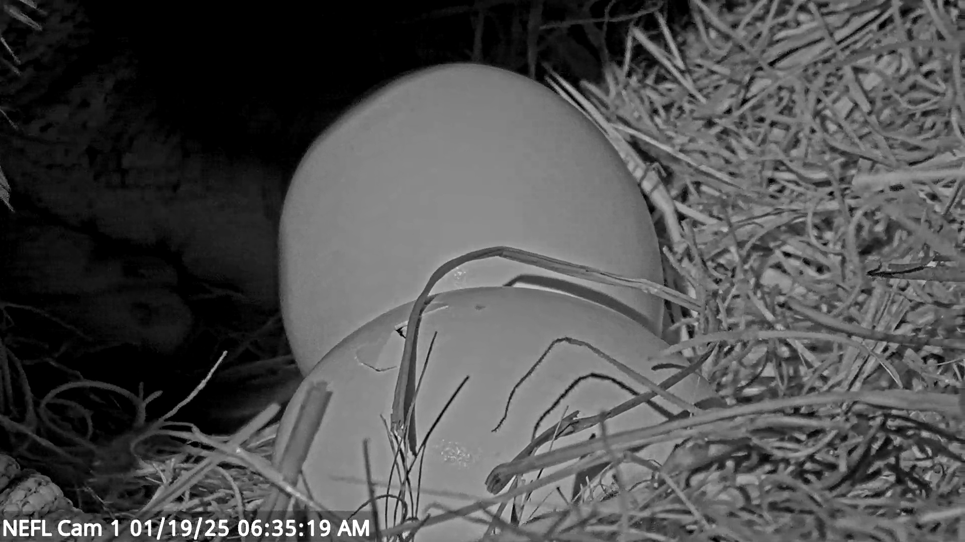 Snapshot of NE Florida Eagles Live Webcam taken Jan 19, 2025, 6:35am EST