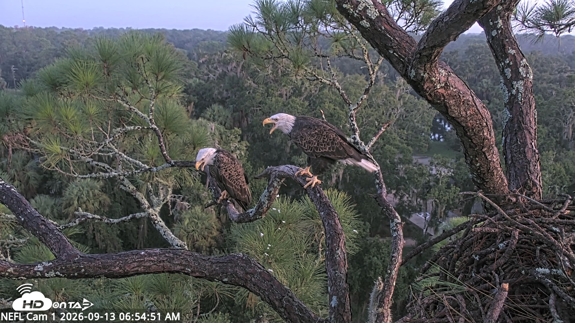 Snapshot of NE Florida Eagles Live Webcam taken Sep 13, 2026, 6:55am EDT