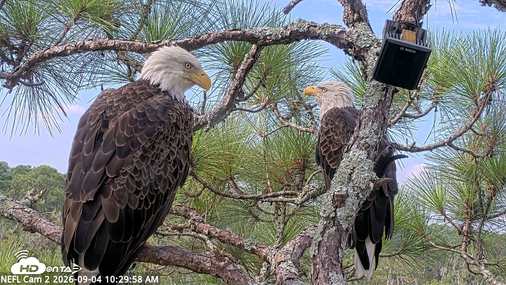 Snapshot of NE Florida Eagles Live Webcam taken Sep 4, 2026, 10:30am EDT