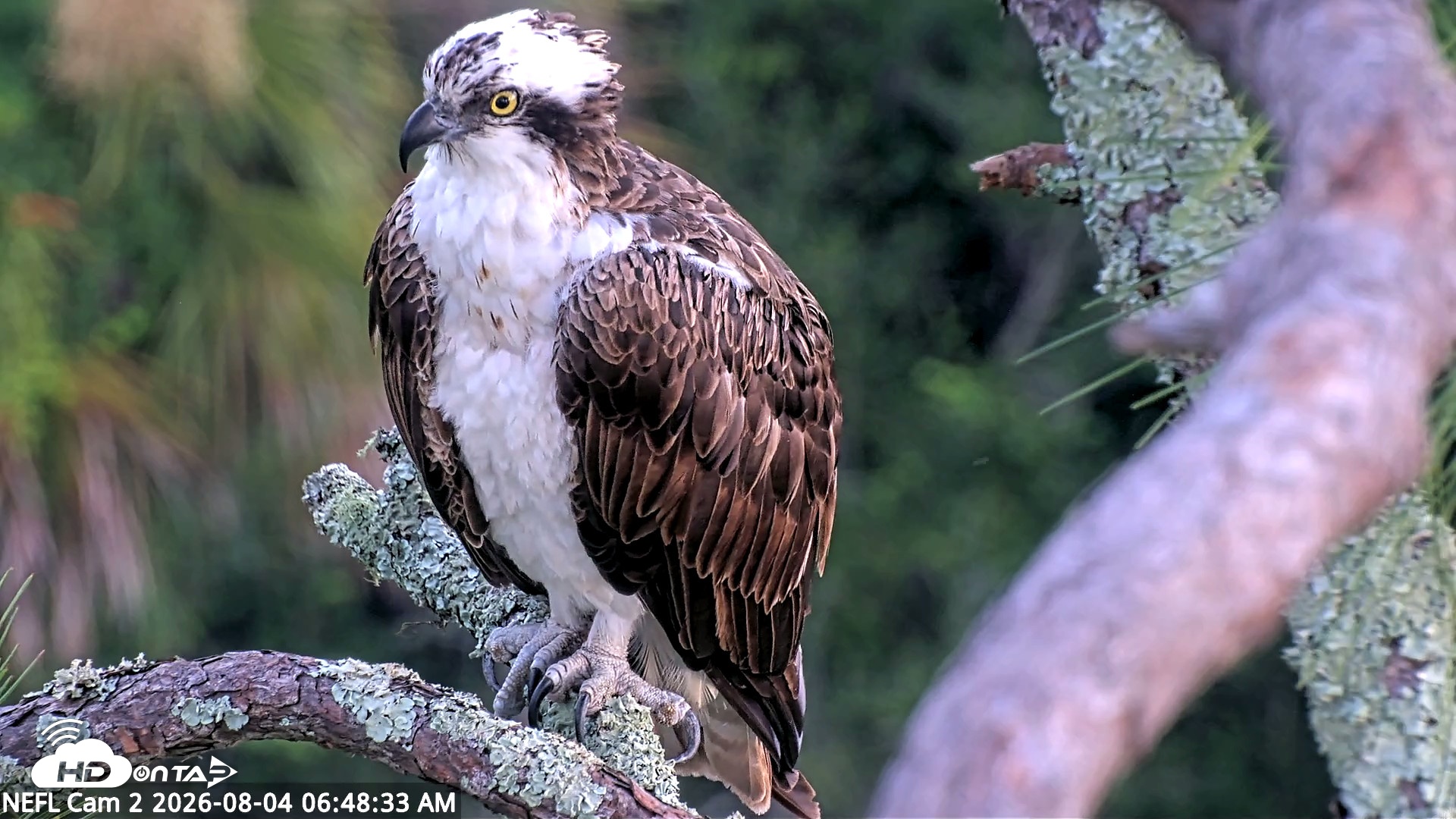 Snapshot of NE Florida Eagles Live Webcam taken Aug 4, 2026, 6:51am EDT