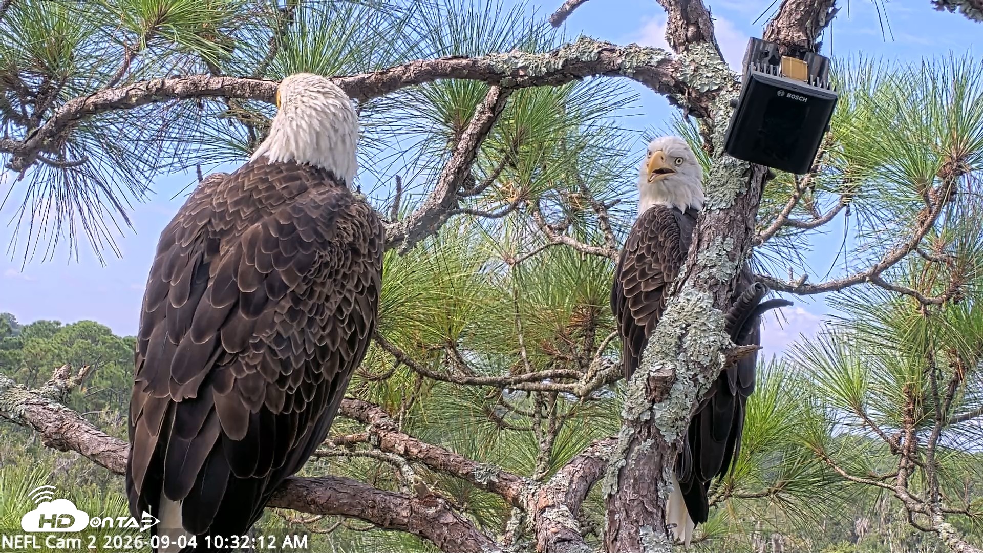Snapshot of NE Florida Eagles Live Webcam taken Sep 4, 2026, 10:33am EDT