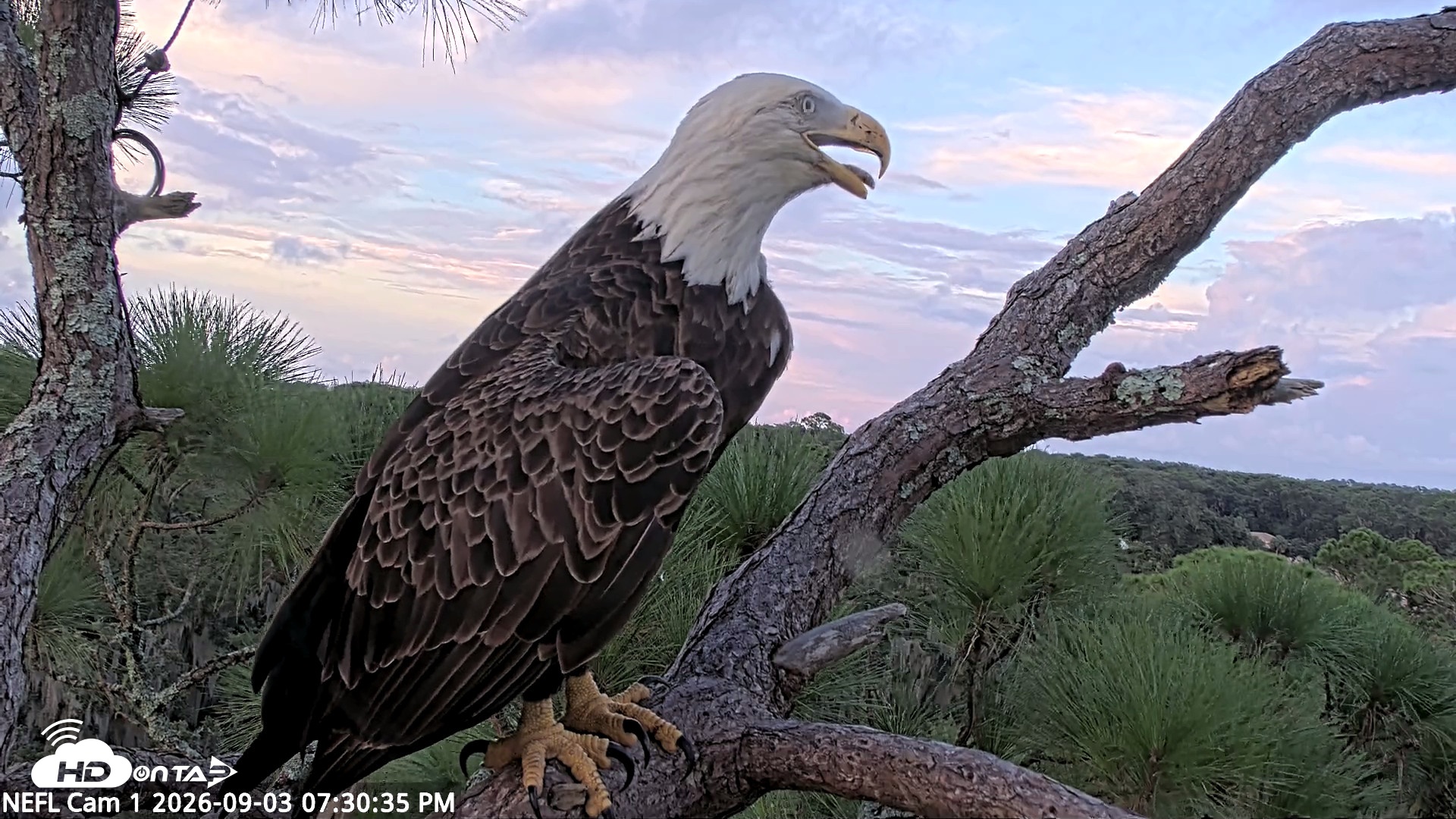 Snapshot of NE Florida Eagles Live Webcam taken Sep 3, 2026, 7:31pm EDT