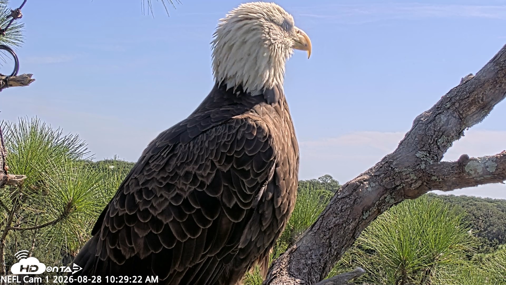 Snapshot of NE Florida Eagles Live Webcam taken Aug 28, 2026, 10:30am EDT