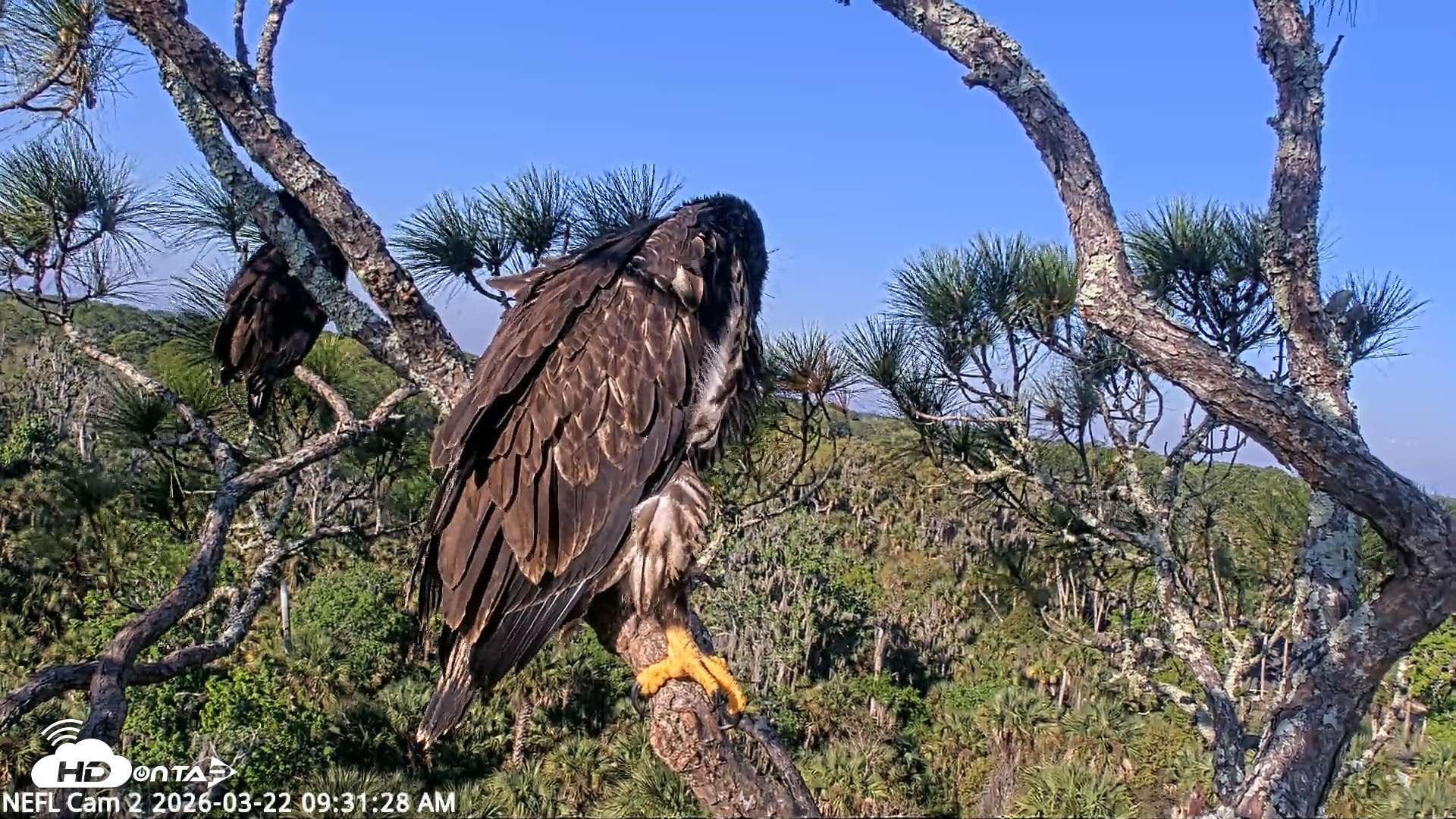 Snapshot of NE Florida Eagles Live Webcam taken Mar 22, 2026, 9:32am EDT