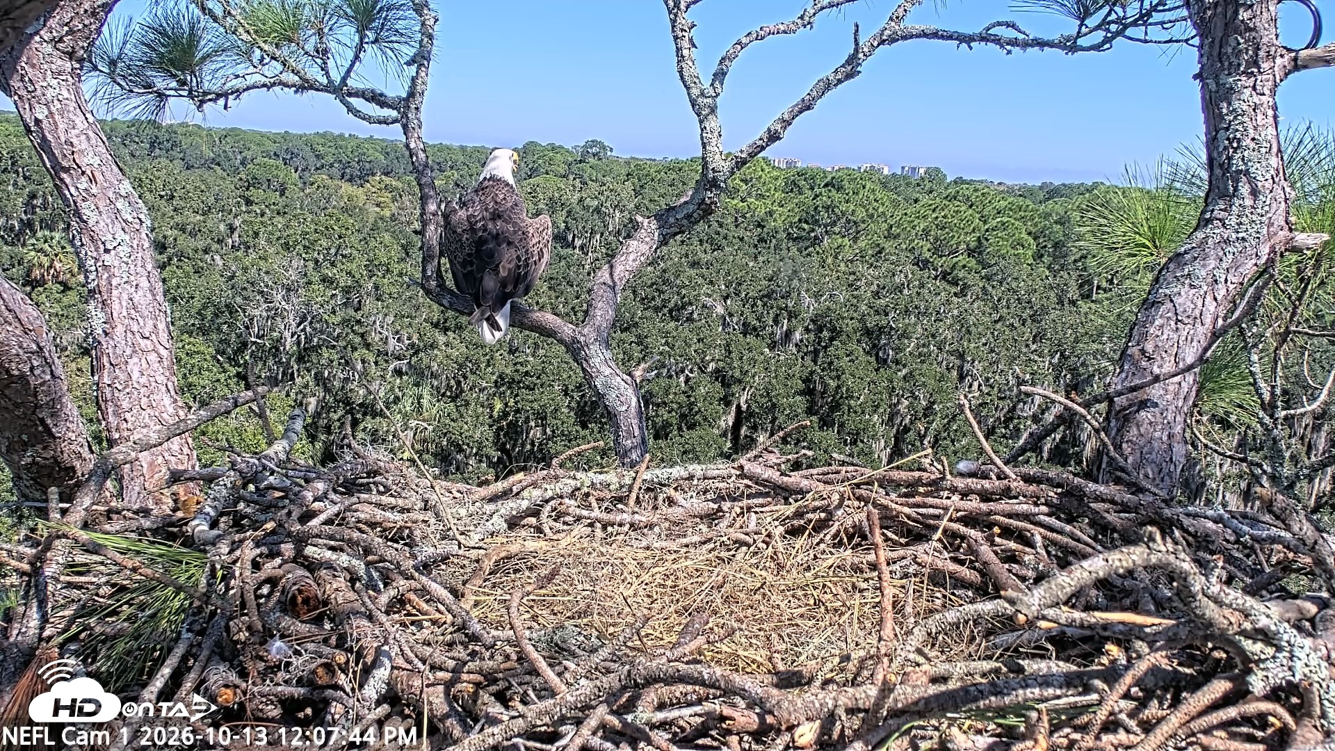 Snapshot of NE Florida Eagles Live Webcam taken Oct 13, 2026, 12:08pm EDT