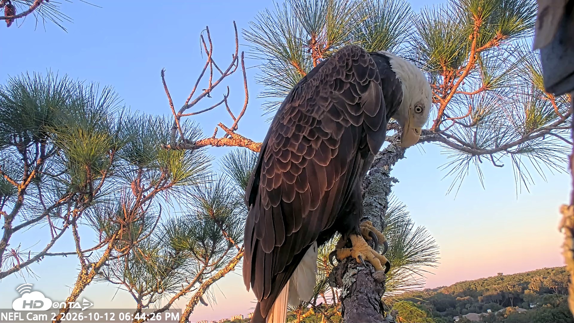 Snapshot of NE Florida Eagles Live Webcam taken Oct 12, 2026, 6:45pm EDT