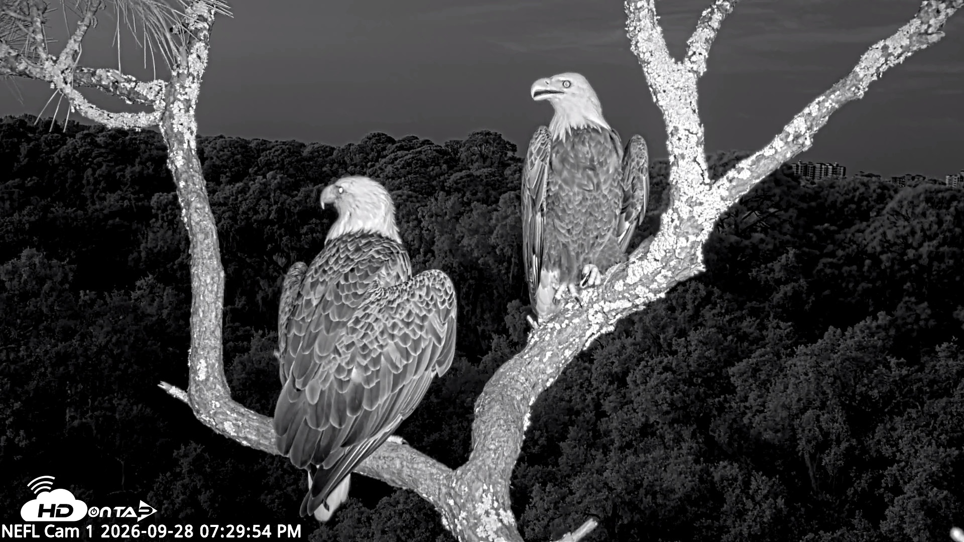 Snapshot of NE Florida Eagles Live Webcam taken Sep 28, 2026, 7:30pm EDT