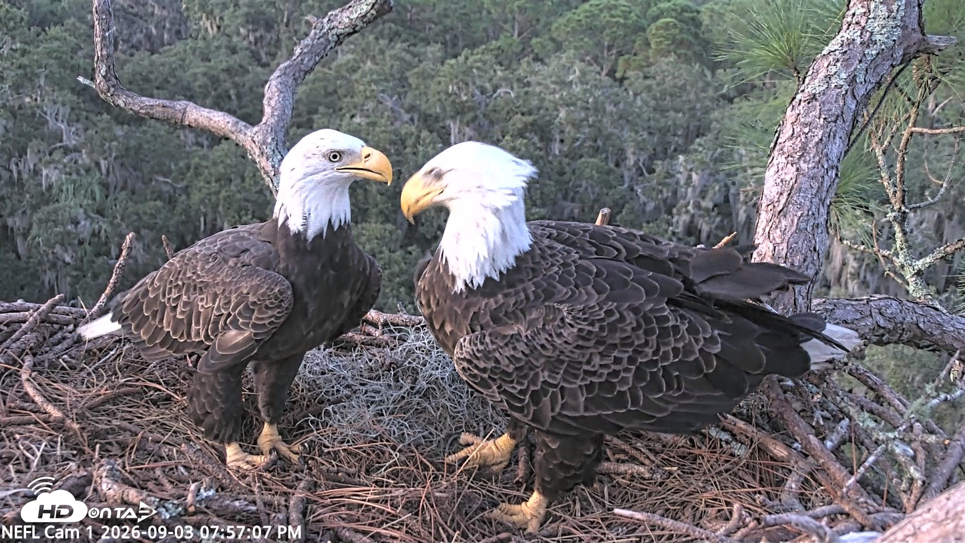 Snapshot of NE Florida Eagles Live Webcam taken Sep 3, 2026, 7:58pm EDT