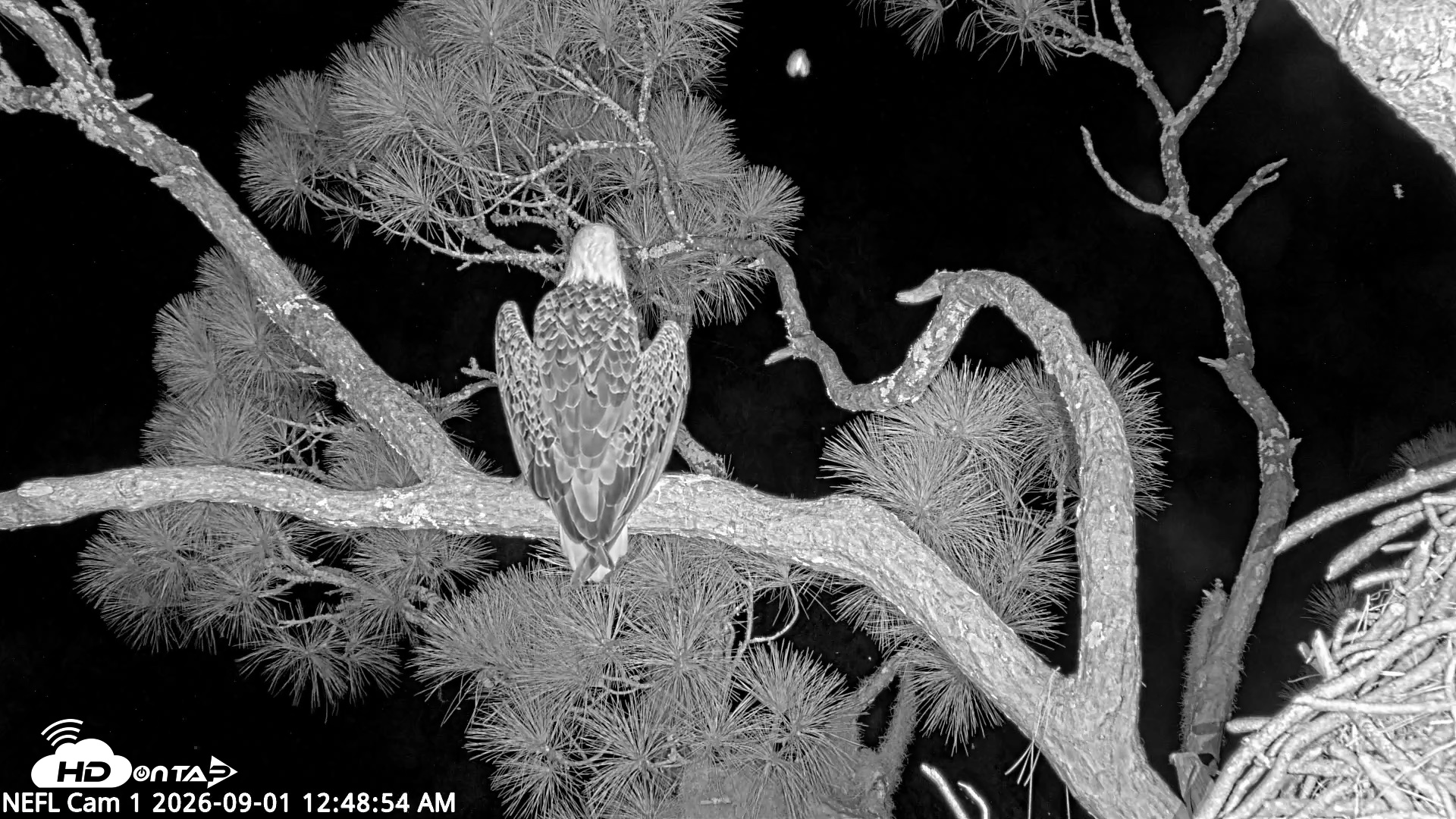 Snapshot of NE Florida Eagles Live Webcam taken Sep 1, 2026, 12:49am EDT